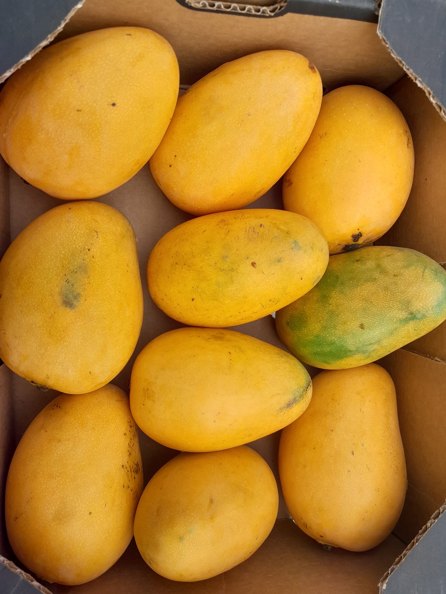 攀枝花芒果：鲜美滋味，尽享芒果独特魅力