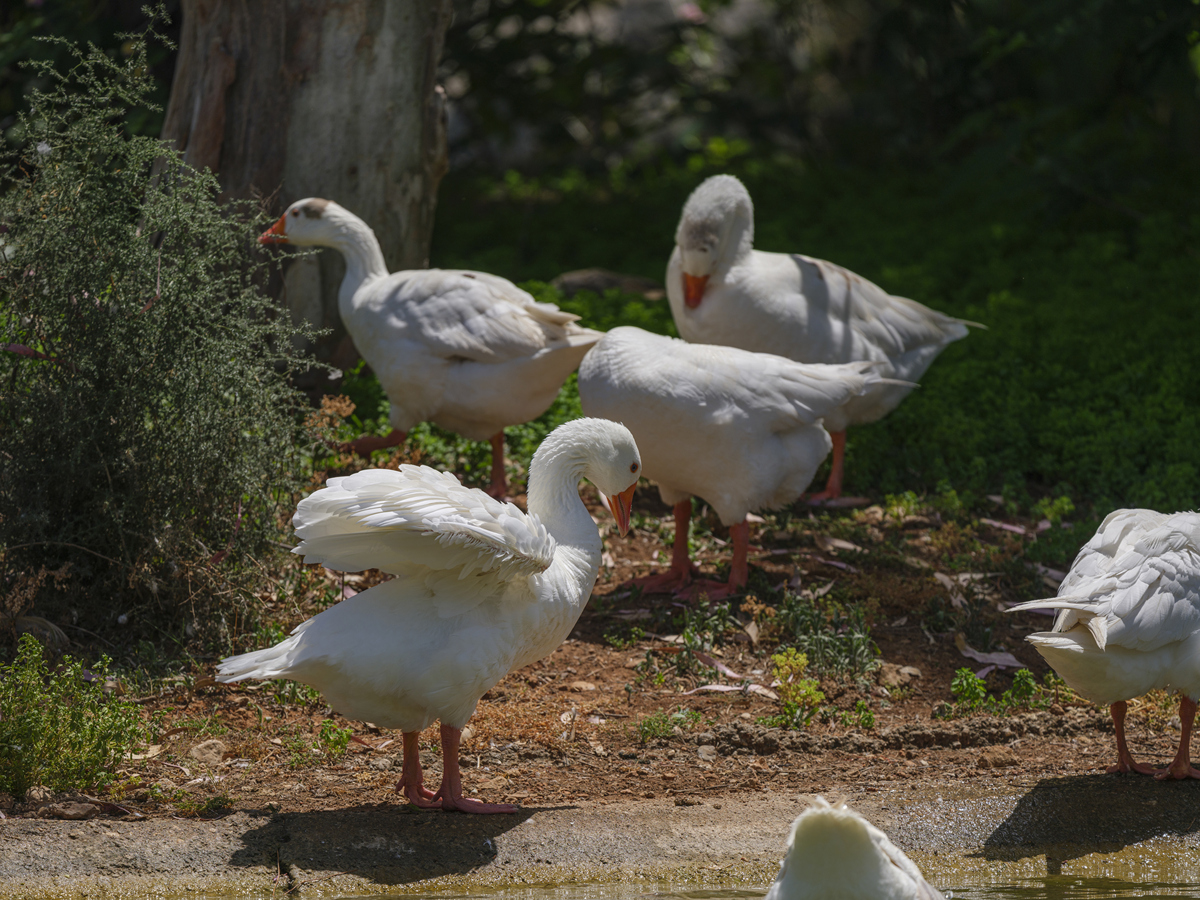 单独的鸟部首单独的鸟部首是鸟字的部首也称为鸟部。它是汉字中常用的一个部首表示与鸟有关的事物。在汉字中许多字都包含有鸟部首如鸡、鹅、鸭、鹤、鸽等。鸟部首也可以作为一个独立的字形出现例如鸟字本身就是一个单独的鸟部首。以部首的符号显示鸟