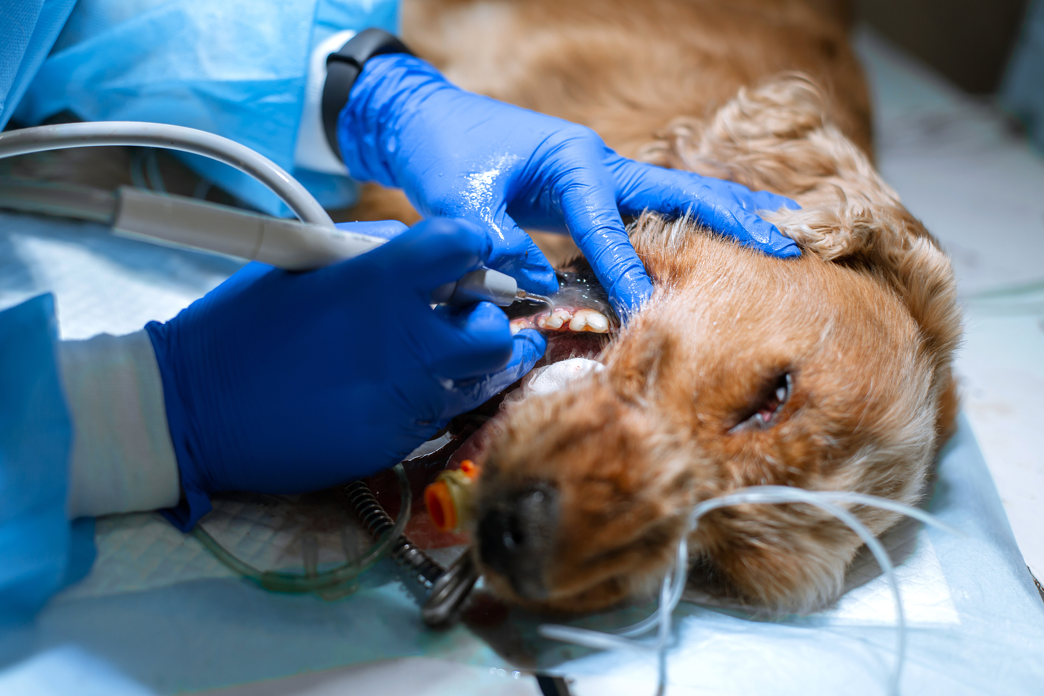 成都卫生学校口腔医学技术专业如何