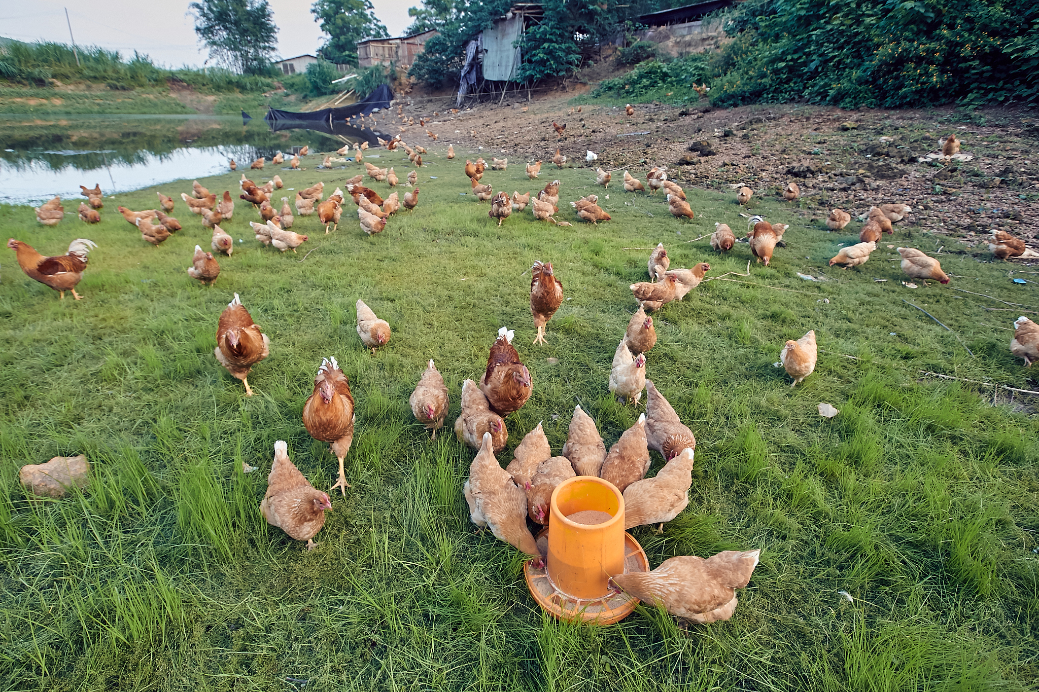 DY肉鸡公司：全产业链绿色安全技术保障食品安全