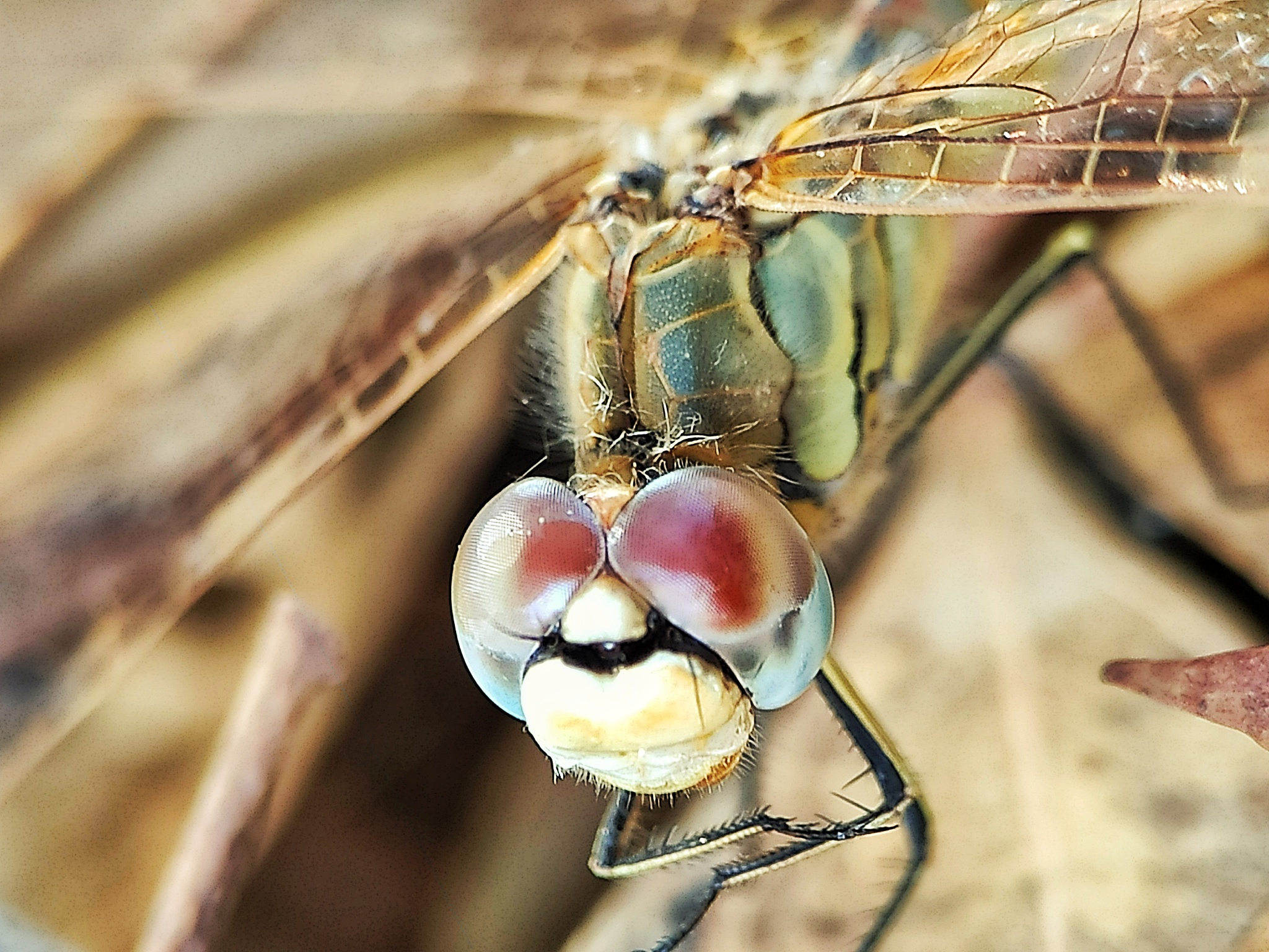 dragonfly eyes
