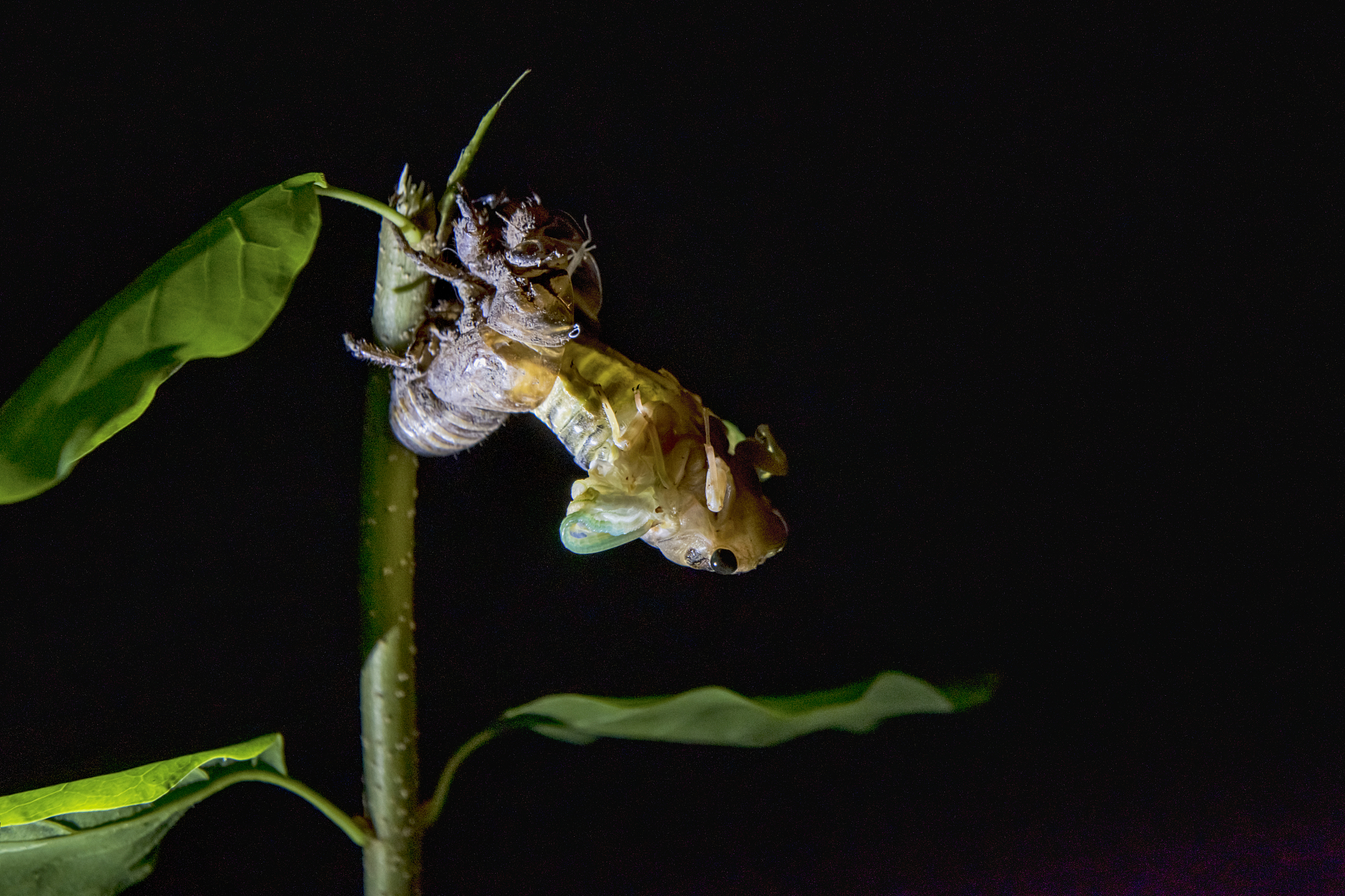 知了的叫声可以用什么来形容