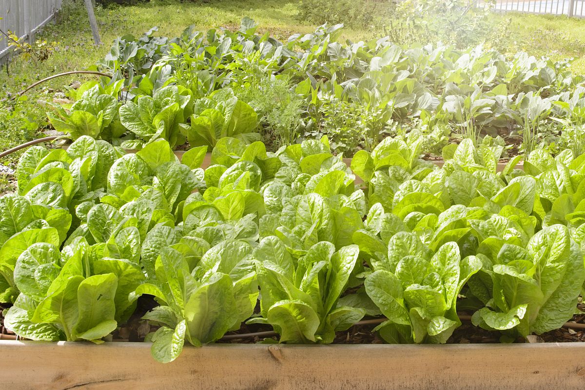 小学生植物种类对蚯蚓多样性的影响项目式设计2000字