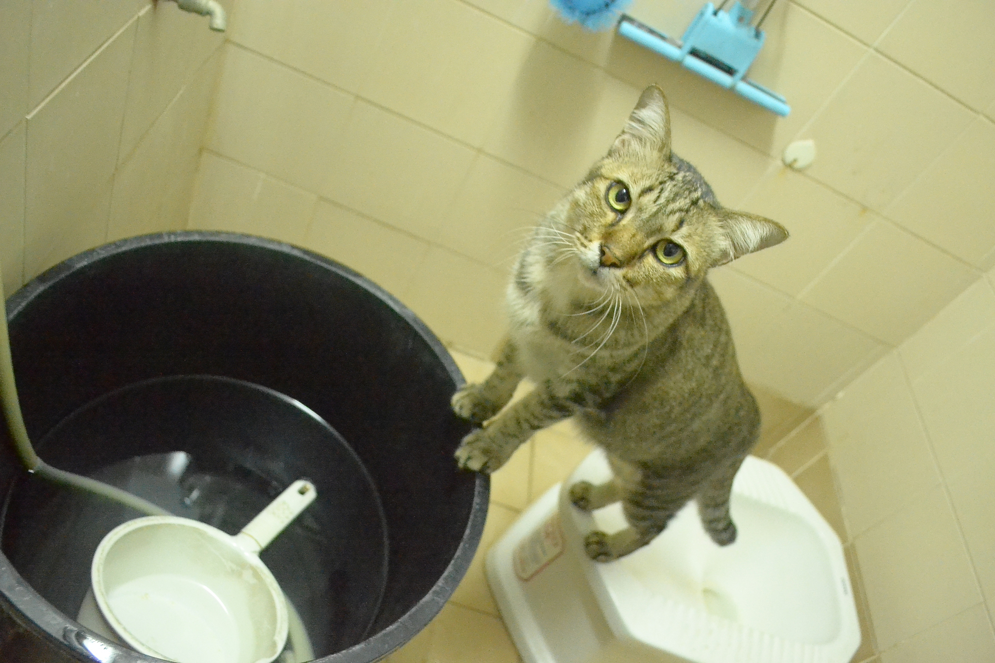 猫对着猫粮盆做出埋屎动作是什么意思