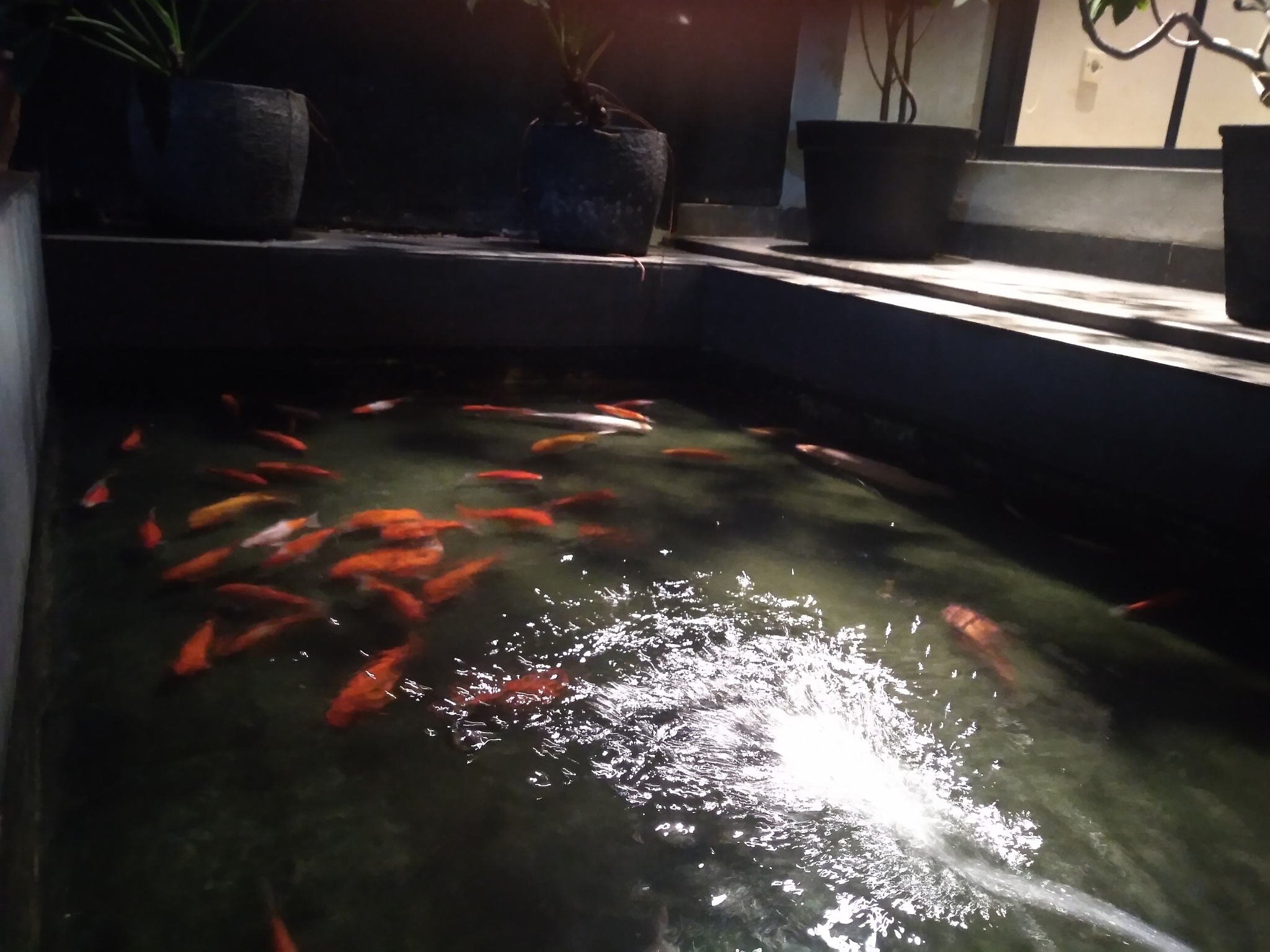 请介绍一下龙鱼池这种建筑景观