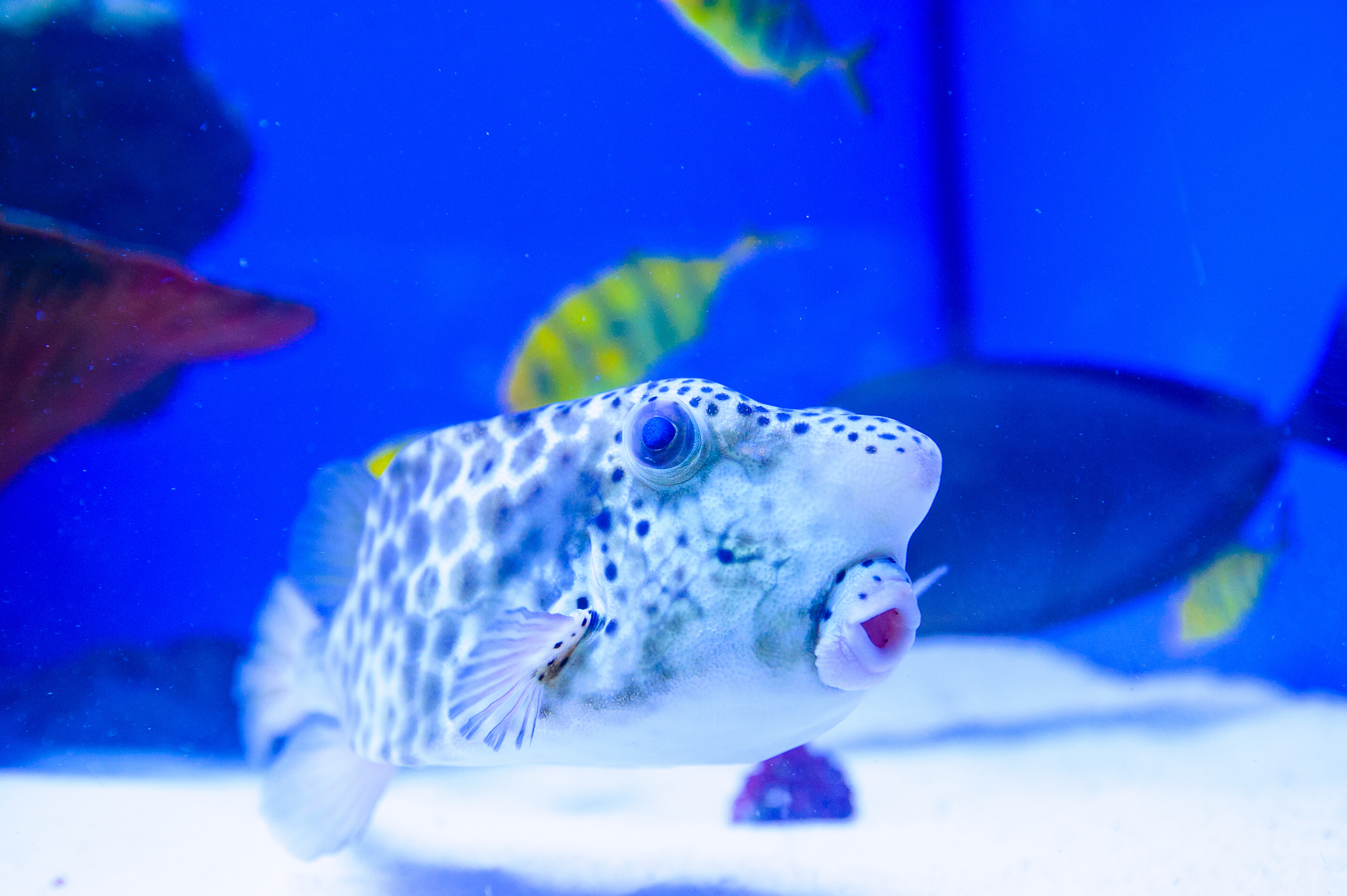 tropical sea fish