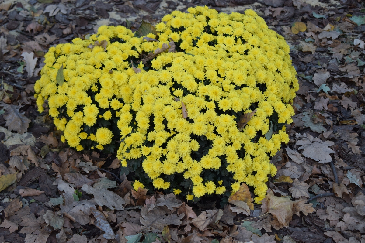 请帮我写1篇650字博客文章主题是：秋天开花的植物