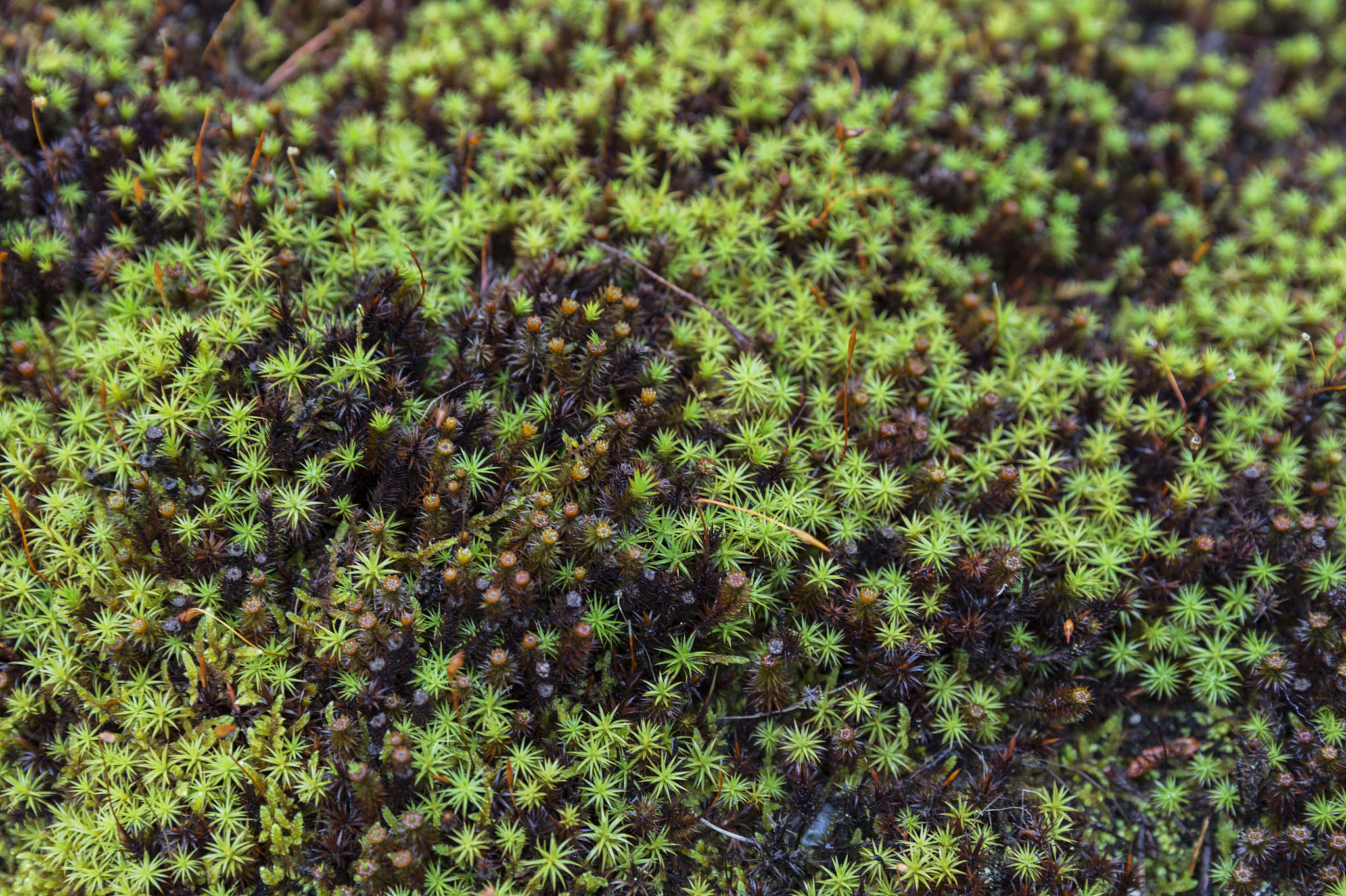 《日本藓类图鉴》的分布数据是什么