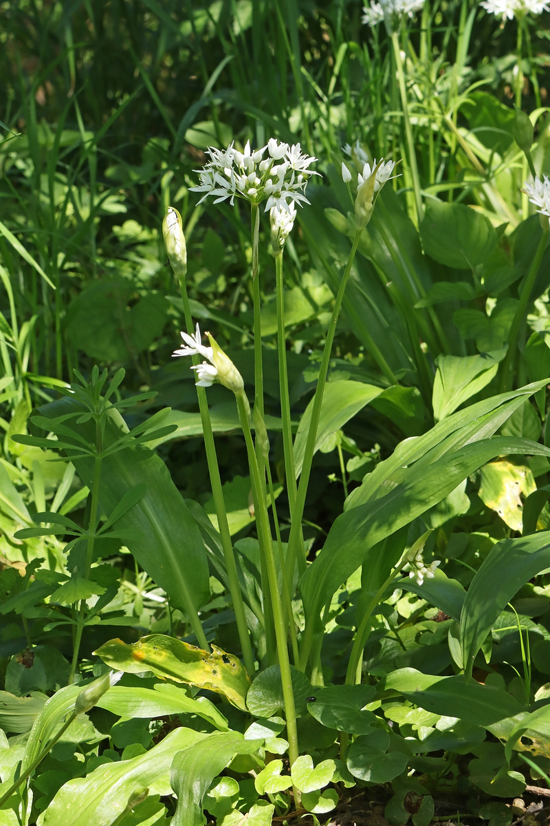 吉祥草特性吉祥草是一种多年生草本植物属于龙胆科。其特性包括：1 生长习性：吉祥草生长迅速喜欢阳光和湿润环境。在适宜的条件下它的生长速度很快。2 植株形态：吉祥草的植株结构紧凑高度一般不超过50厘米叶片呈羽状。花朵呈漏斗状色彩鲜艳。3 耐寒耐旱：吉祥草适应性强耐旱耐寒不怕冷冻和高温。4 适应范围广：吉祥草适应性广适合在不同地区栽种。它喜欢湿润的土壤但不需要太多的水分。5 医疗价值：吉祥草具有一定的药