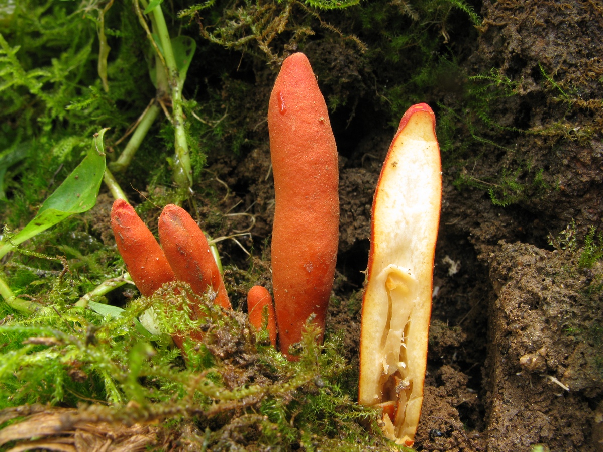 连作对木薯土壤真菌群落的影响：多样性、病原菌和生态功能