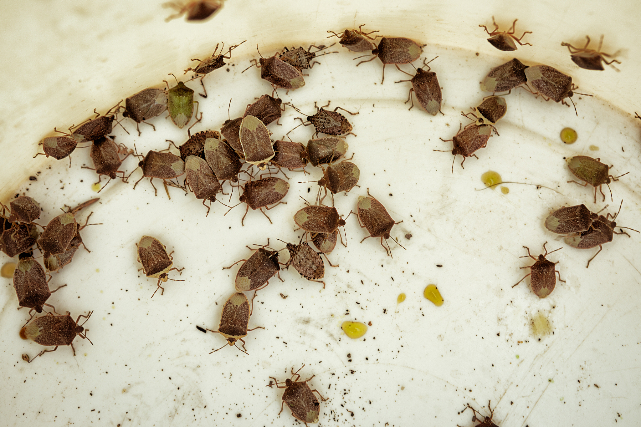 lot of stink bugs on white surface