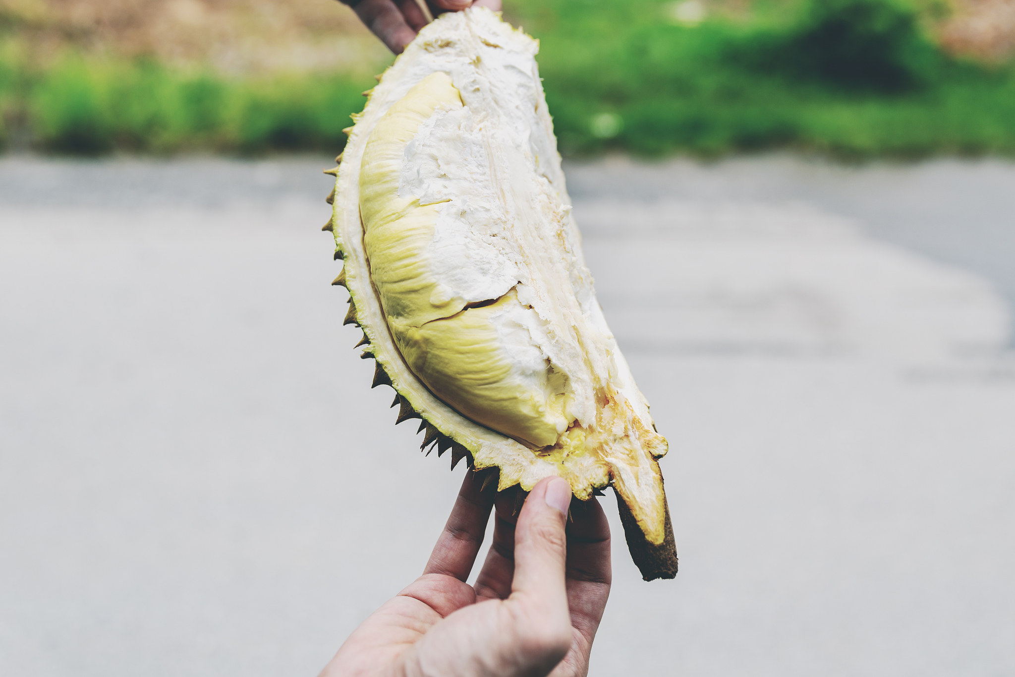 榴莲不开口能吃吗？教你如何让榴莲开口！