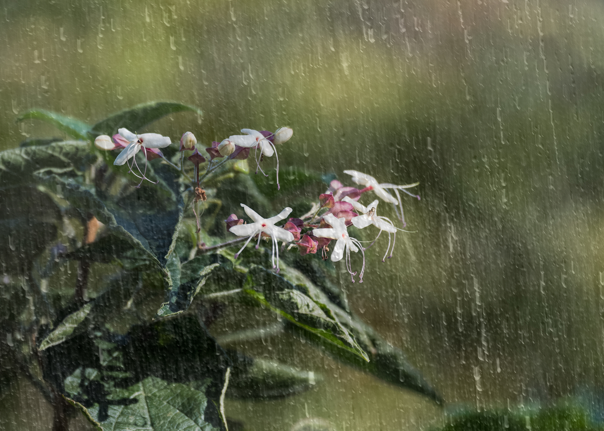 写一段优美的散文描写下雨天漫步人生路