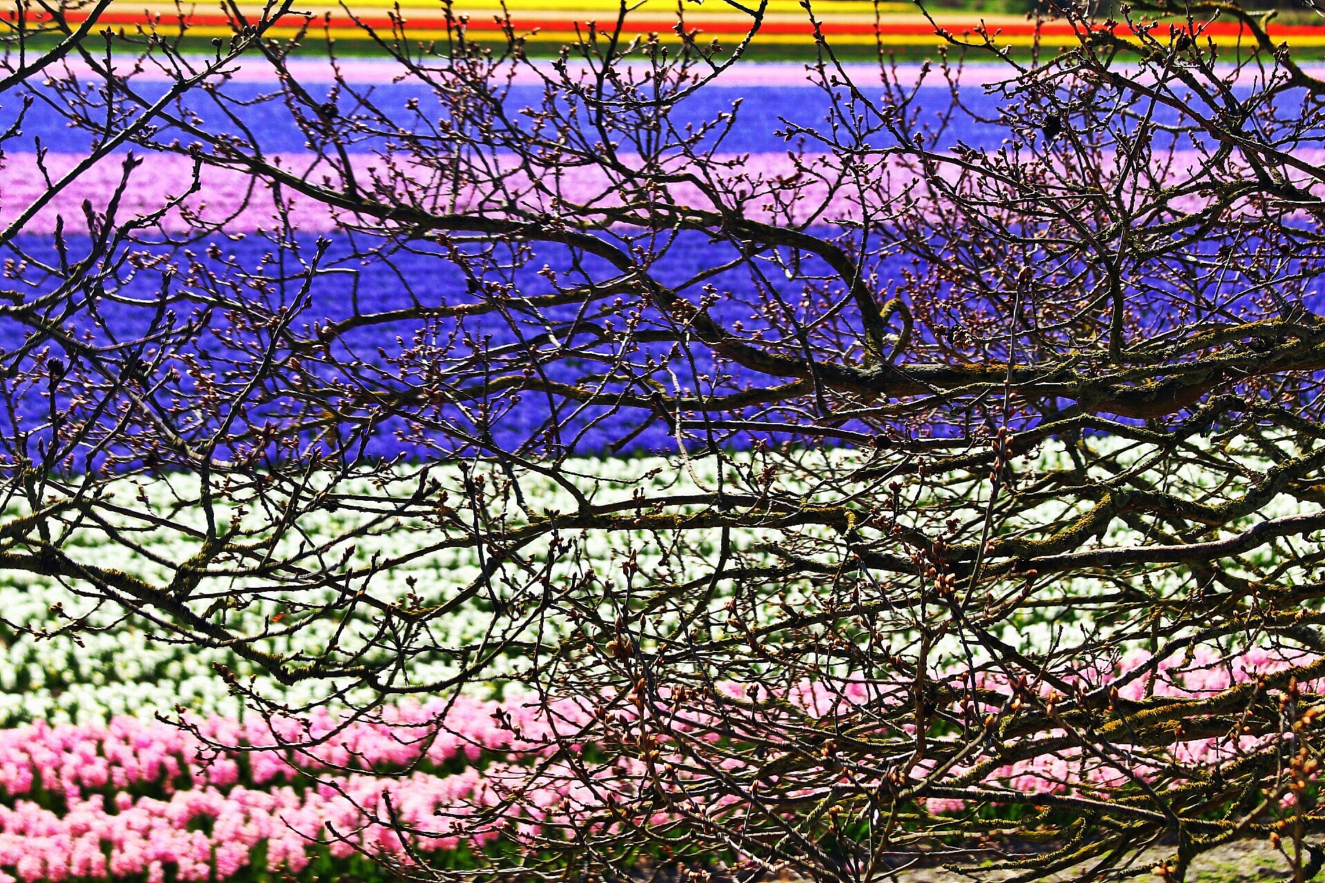 Python LSD 直线检测：快速准确的图像处理技术