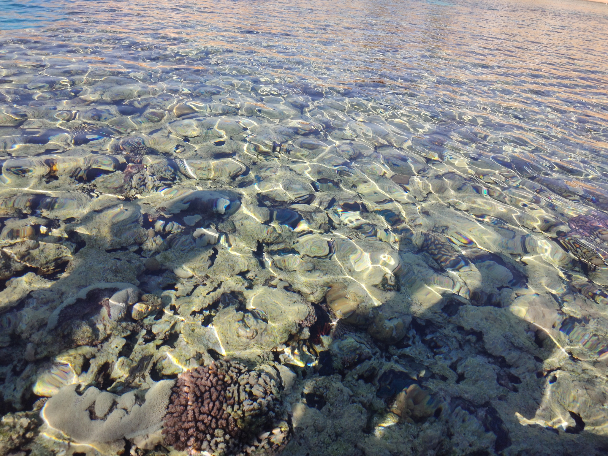 海岸带生物膜的工程应用前景