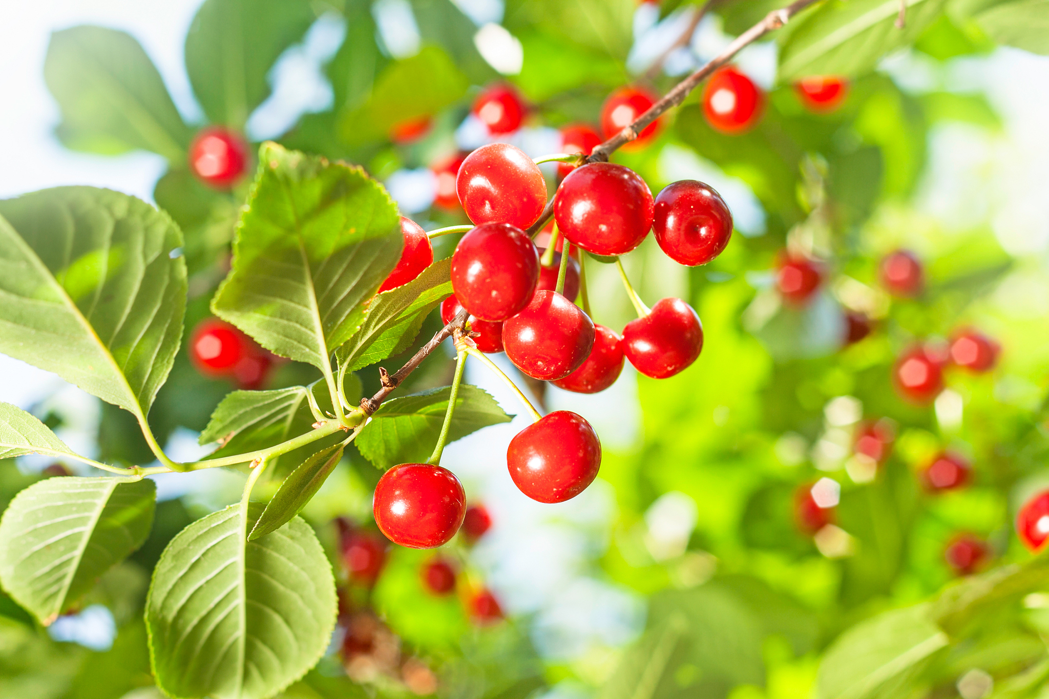 cherry tree