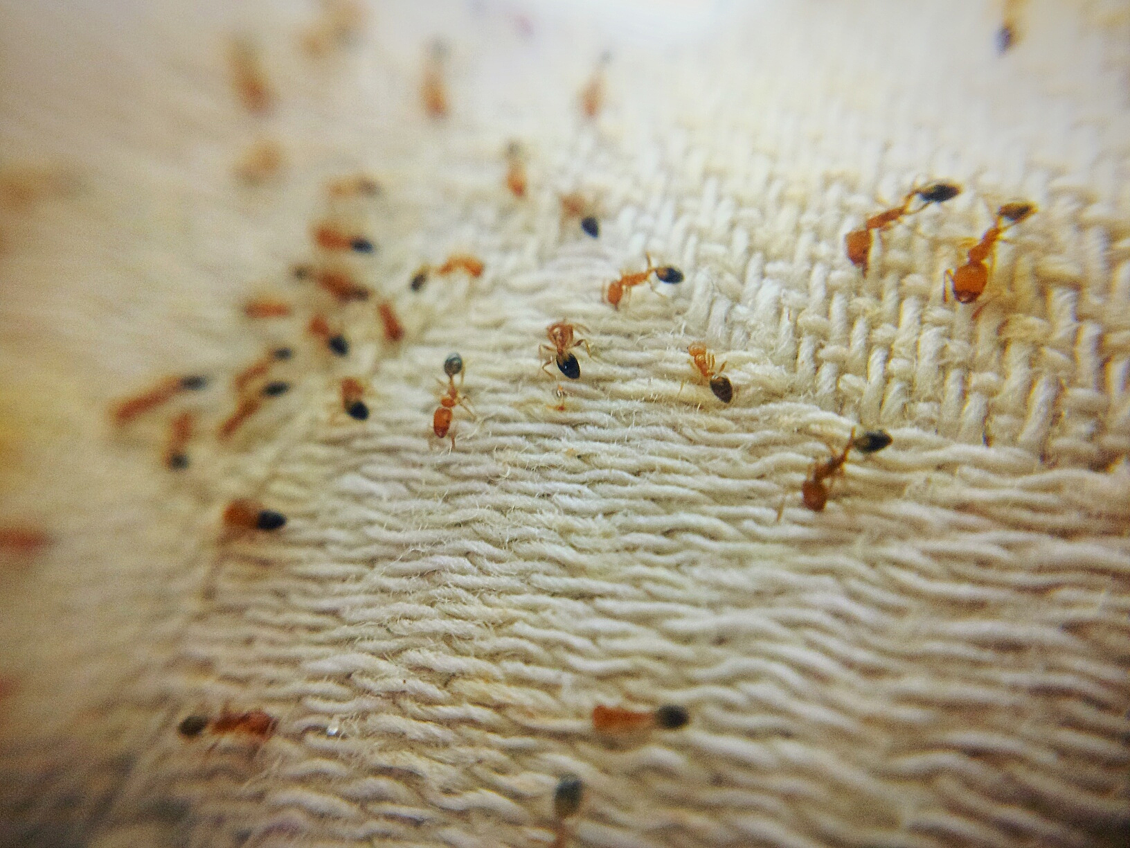close-up of ants on cloth