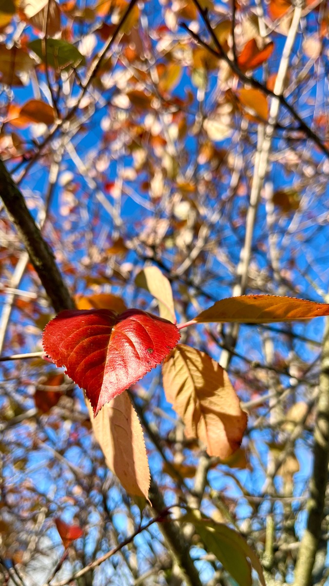 秋天的叶子 写一篇300字小学作文