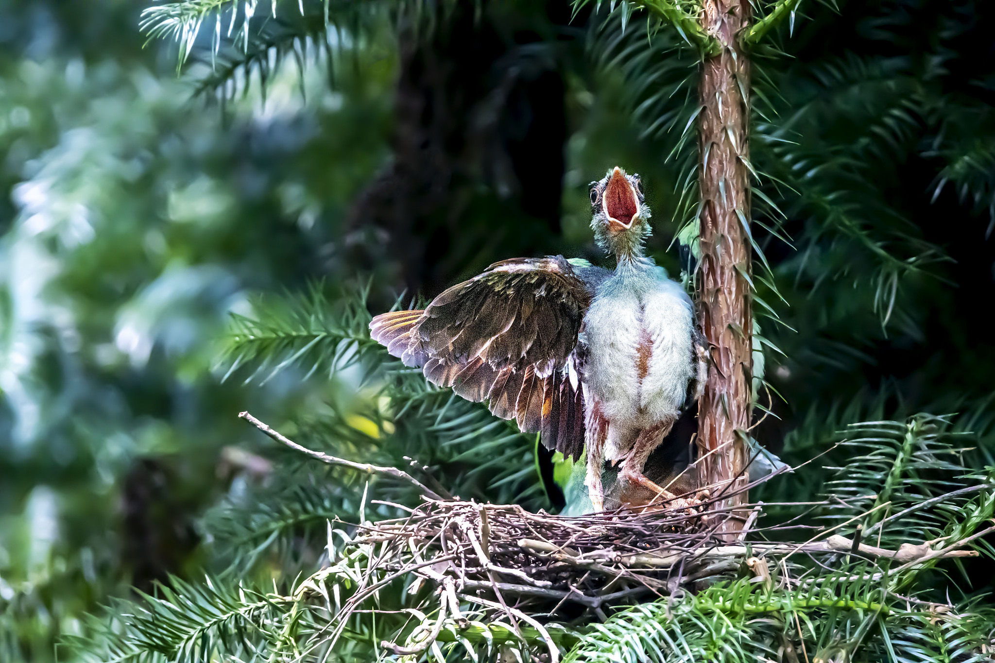 凌晗与鹤暄鸭子的奇幻冒险：从鸟类世界到人类世界