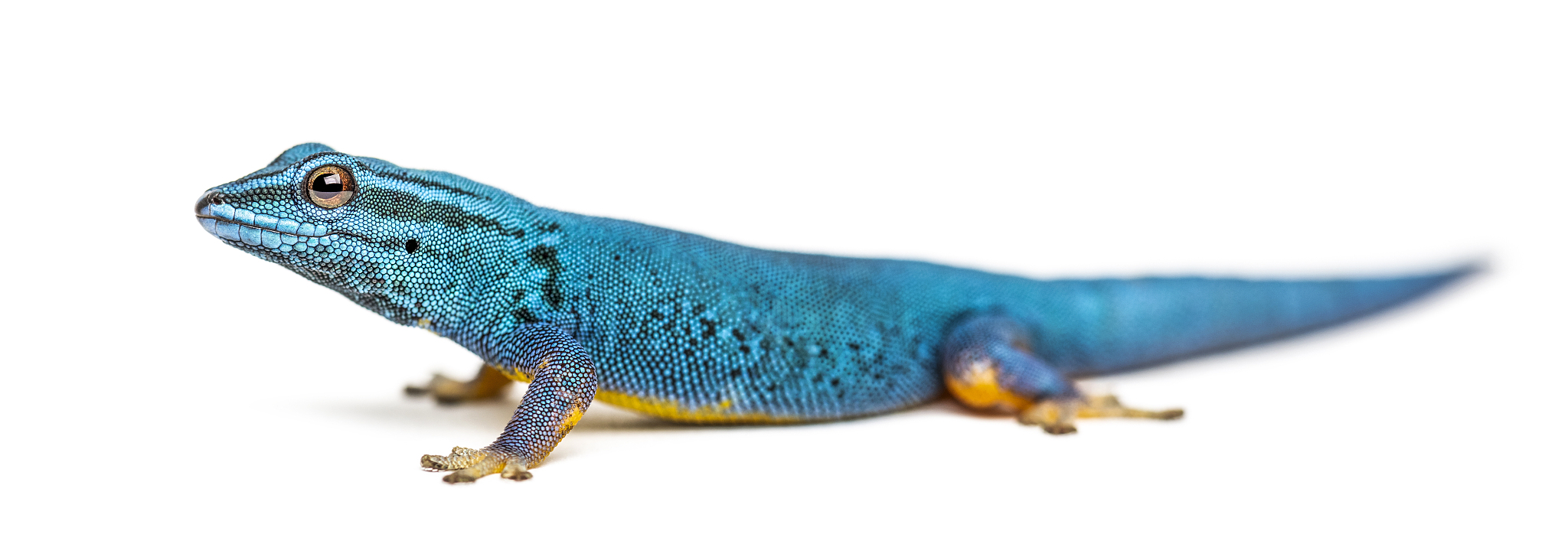 electr<strong>i</strong>c blue gecko, lygodactylus williamsi, isolated