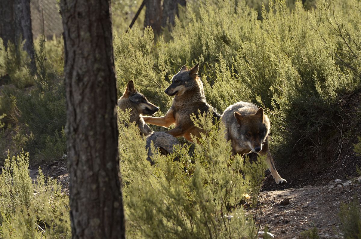 狼孩传说：被狼抚养的孩子们