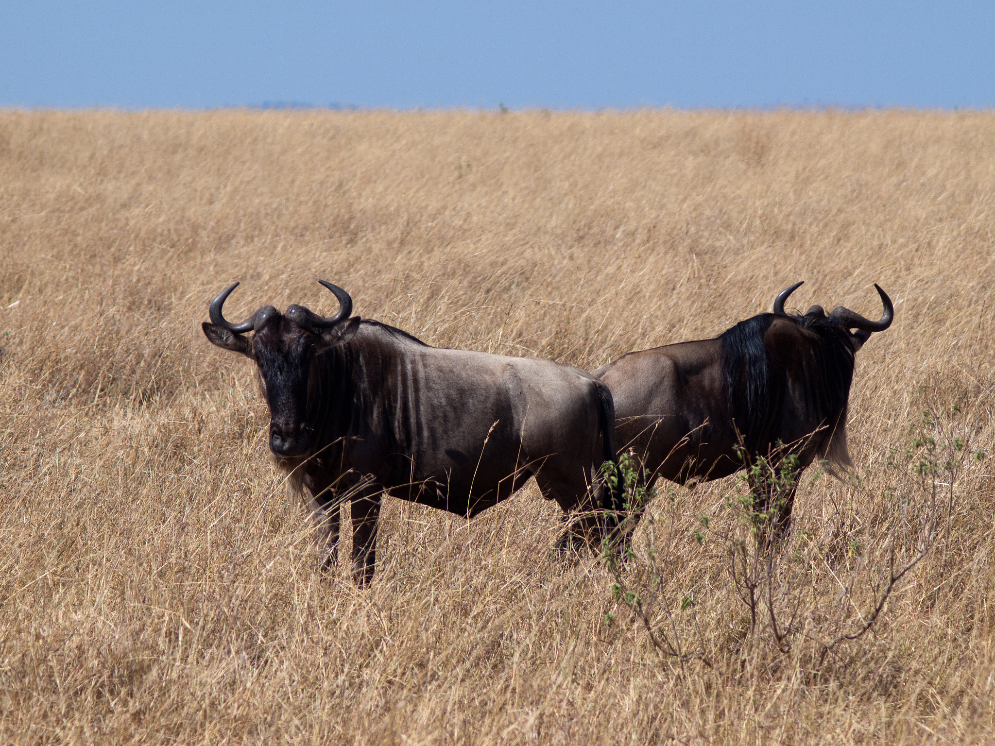 two adult gnu close-up