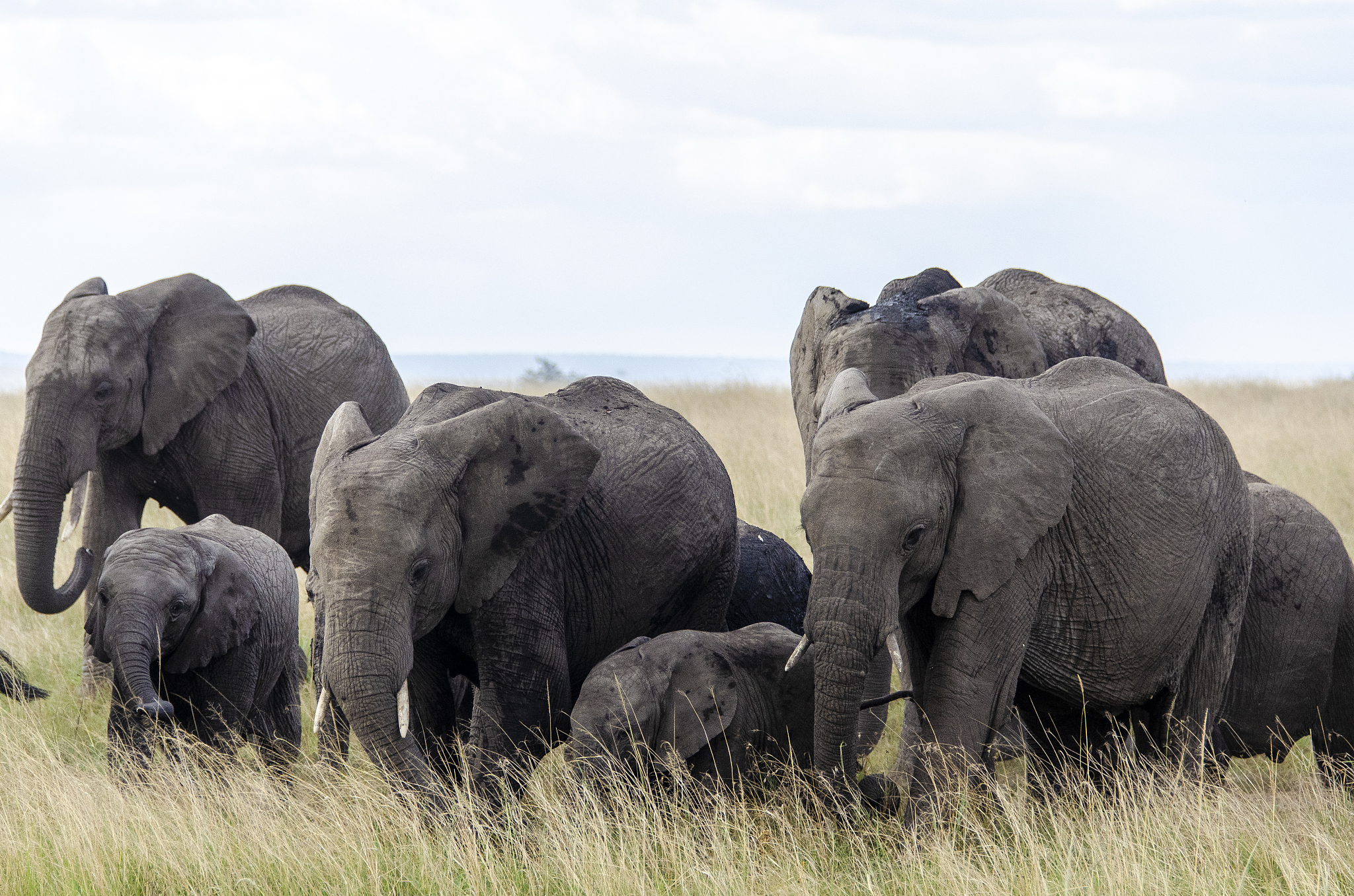 an elephant herd grazing in the grasslands of masai mara nationa