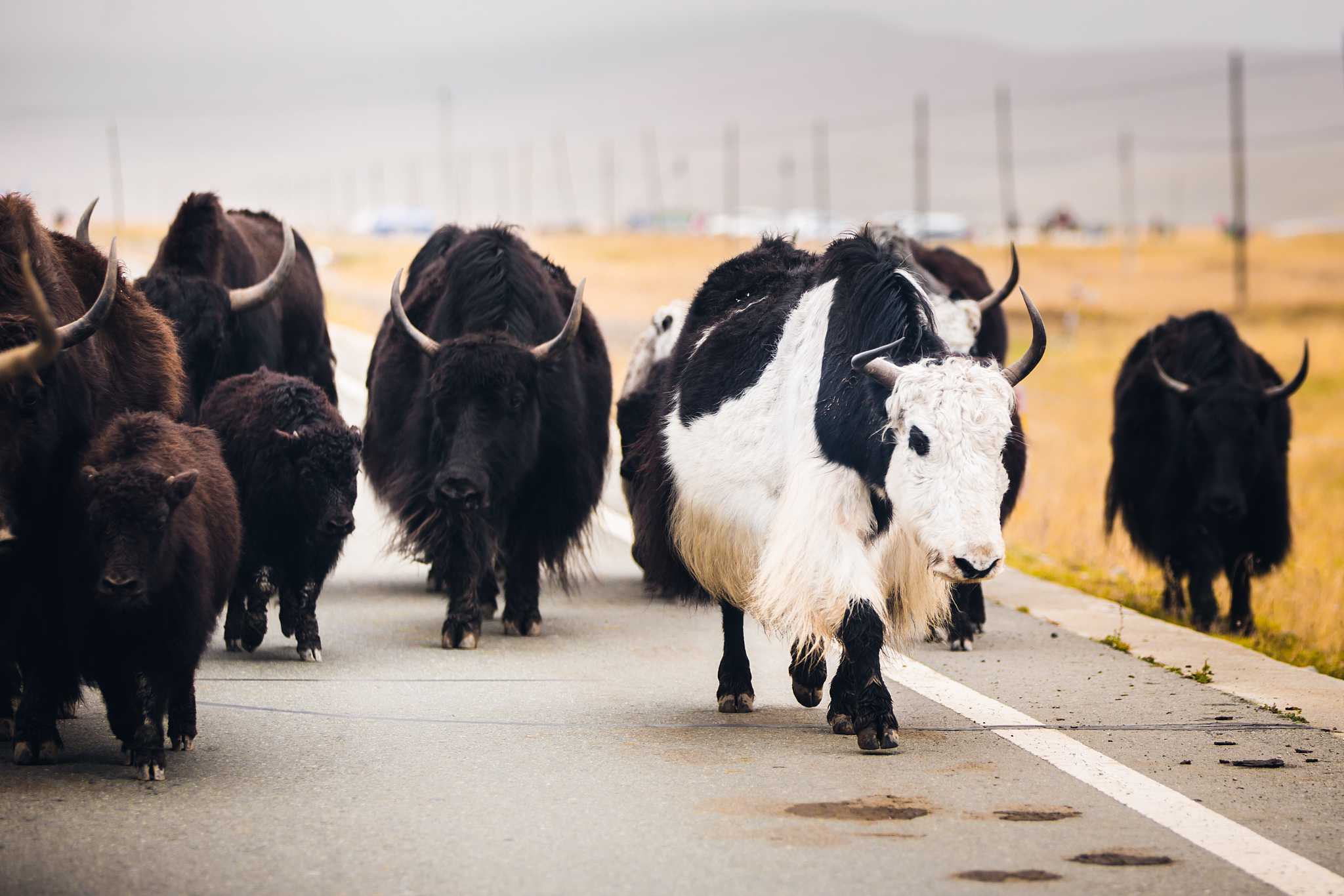 一头牦牛价值多少，