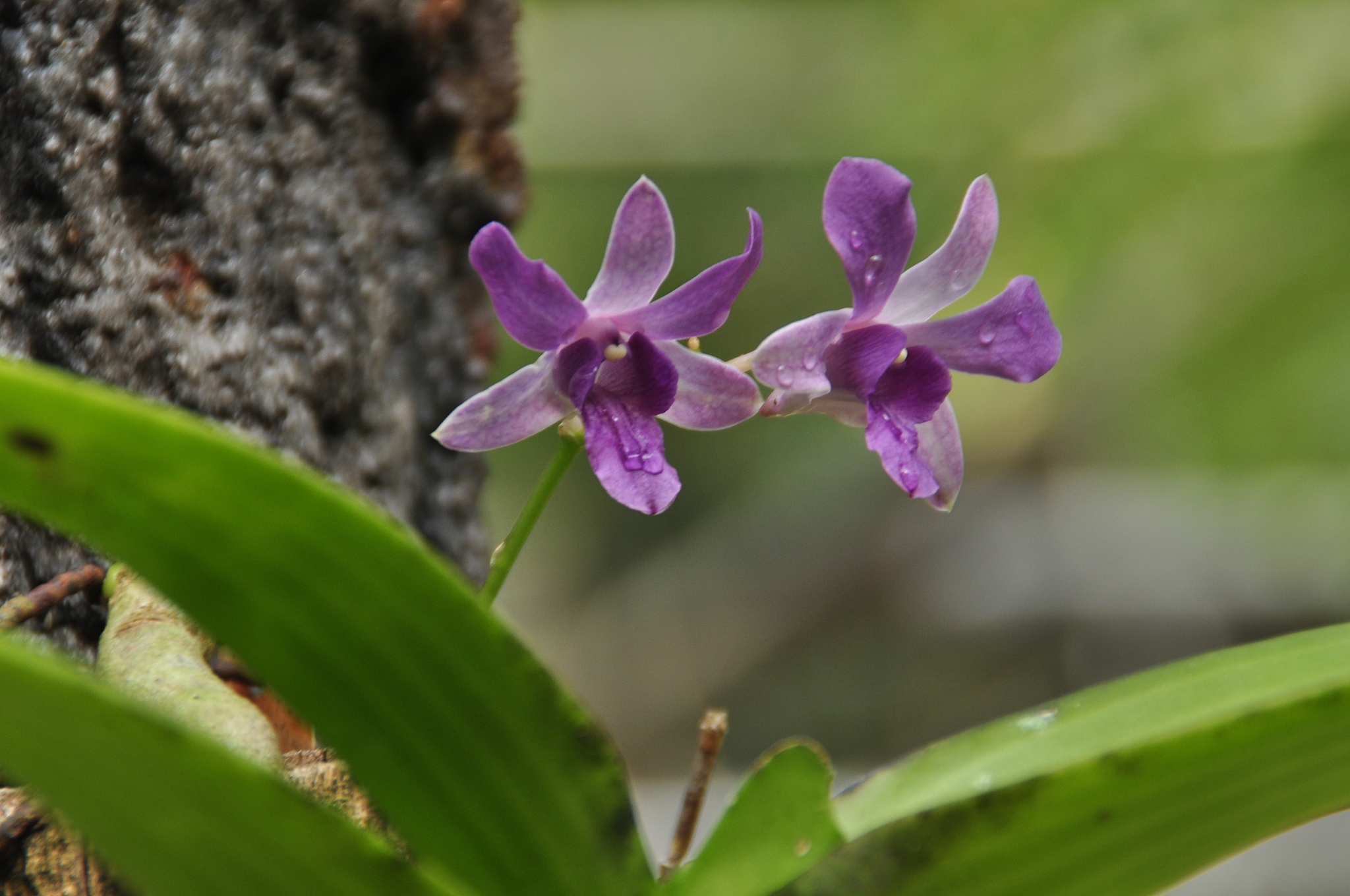 orchid