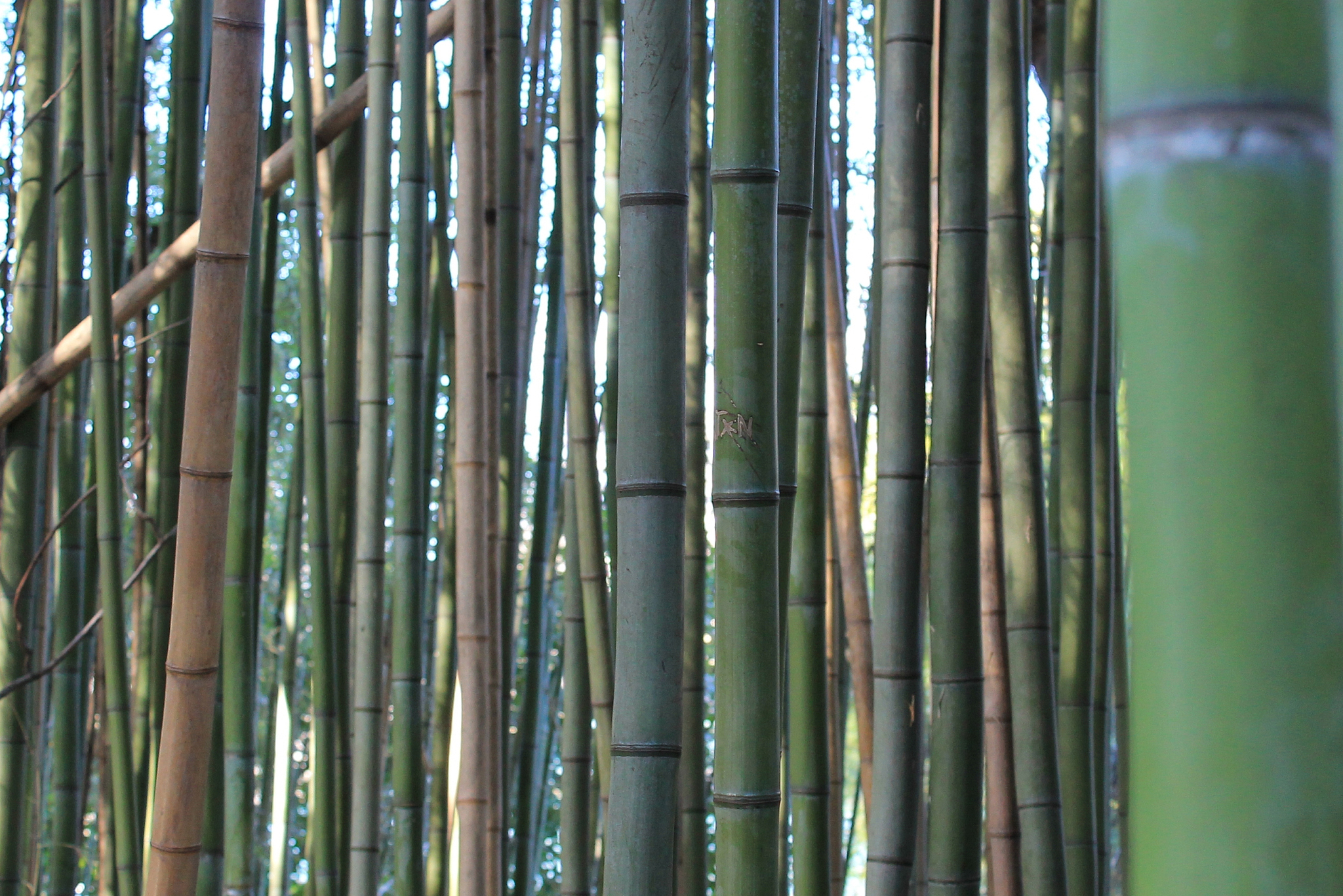 bamboo