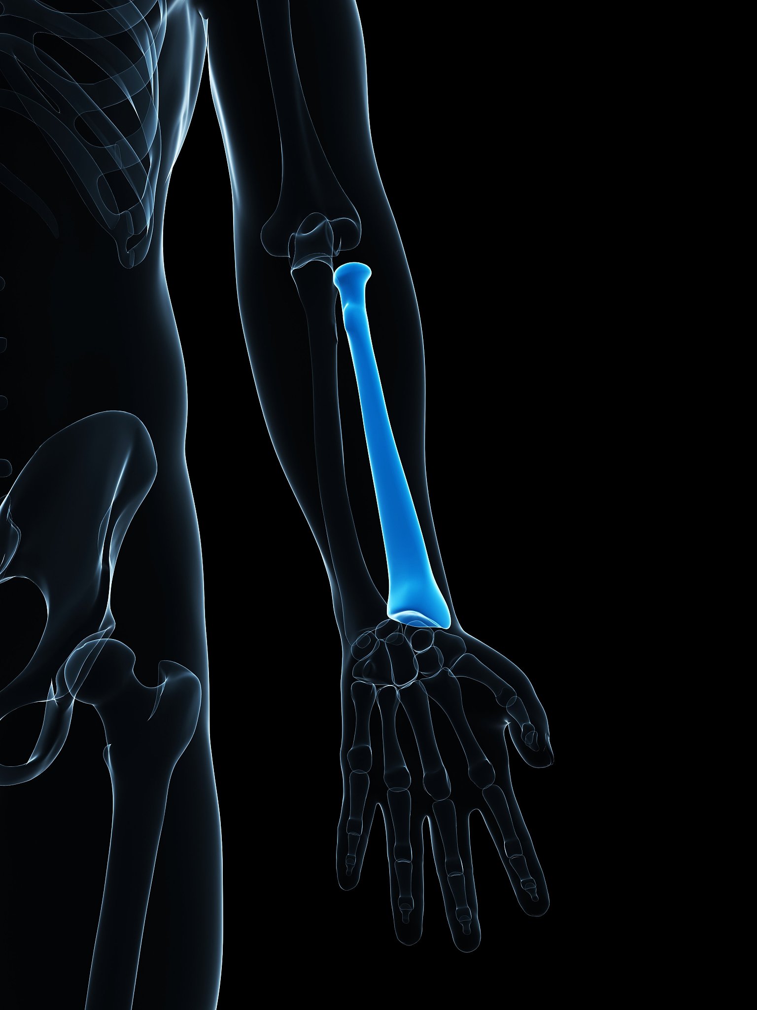 人体骨骼术语：lowerarm_fwd 和 lowerarm_bck 的含义