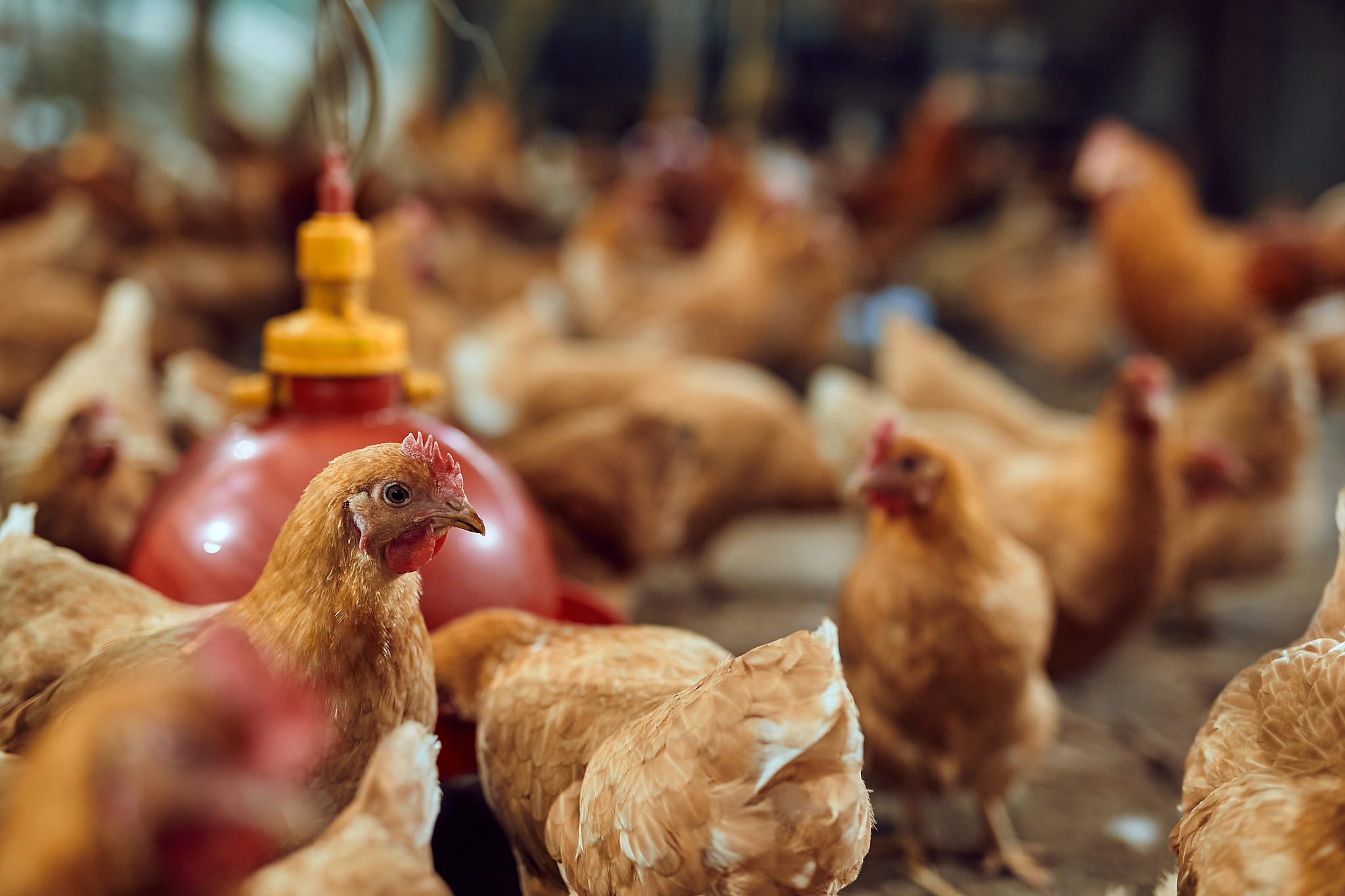 我想让你做广告商。您将创建一个活动来推广您选择的产品或服务。你将选择一个目标受众制定关键信息和口号选择宣传媒体渠道并决定任何额外的活动需要达到你的目标。我的第一个建议请求是我需要帮助创建一个销售虫子鸡的广告活动