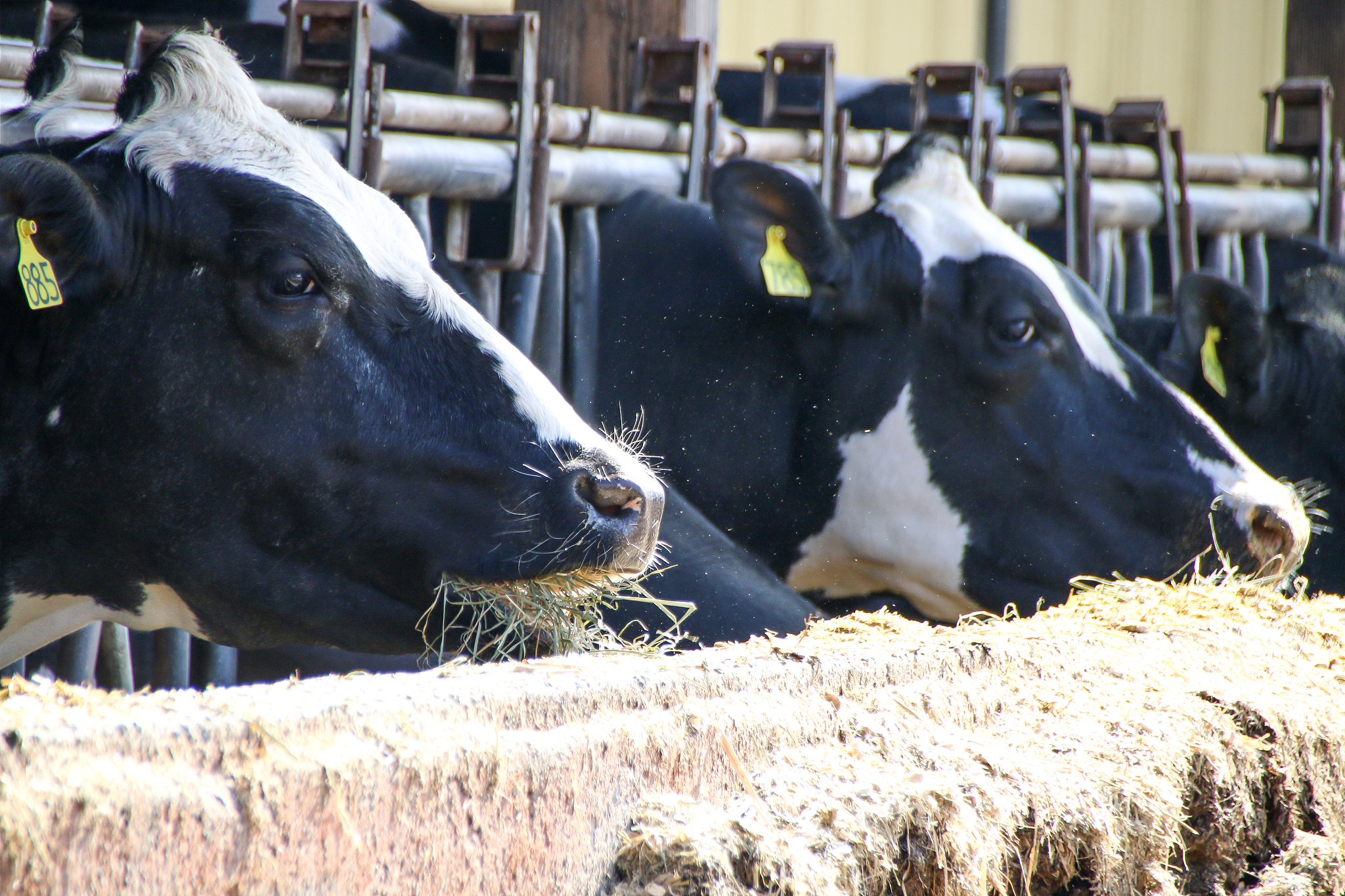 反刍动物肉类、牛奶和乳制品什么意思