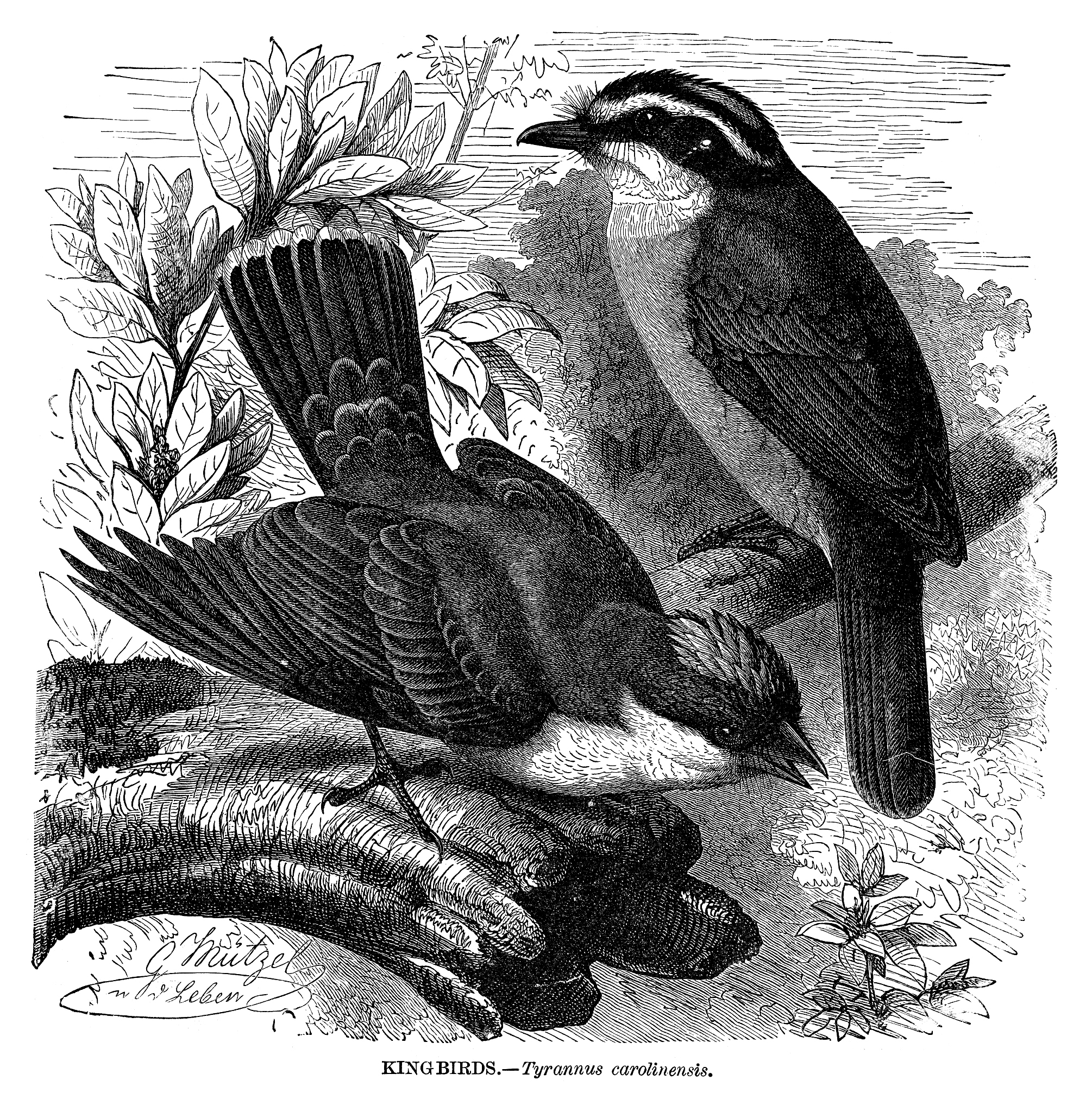 指鼠为鸭：常见错觉及如何避免