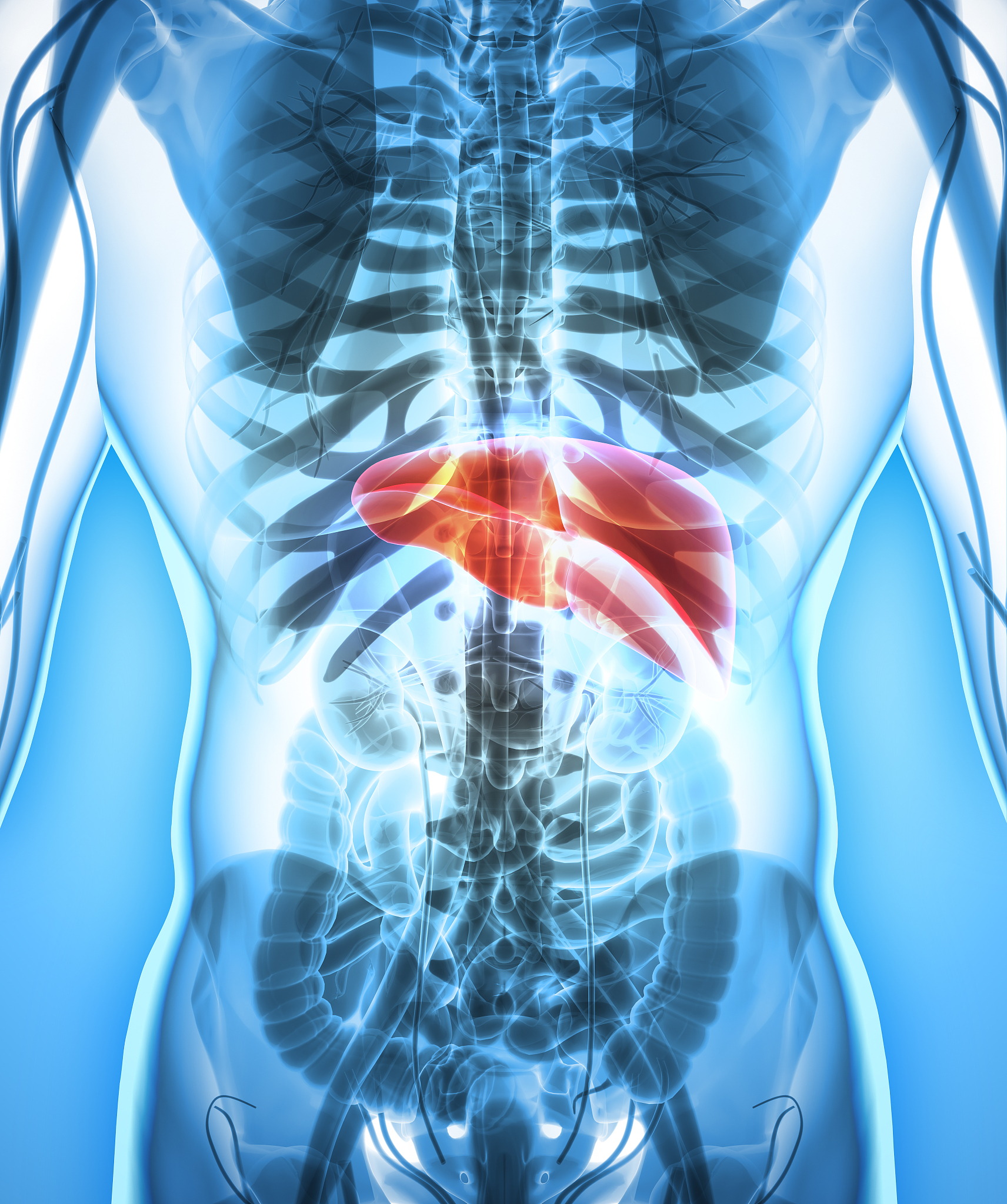 关于乙肝 肝kupffer细胞研究热点