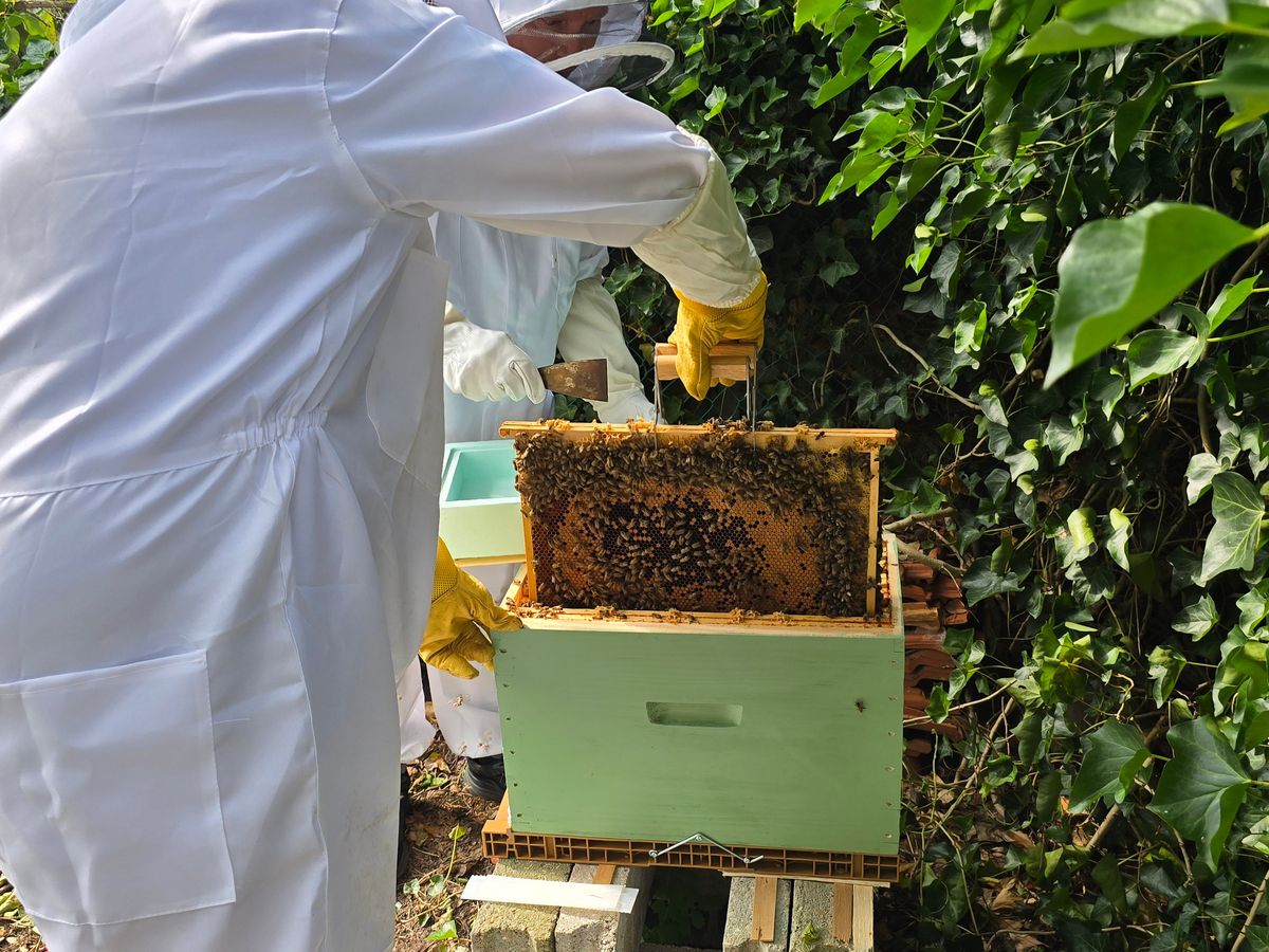 福建农林大学蜂学专业怎么样？优势和劣势分析