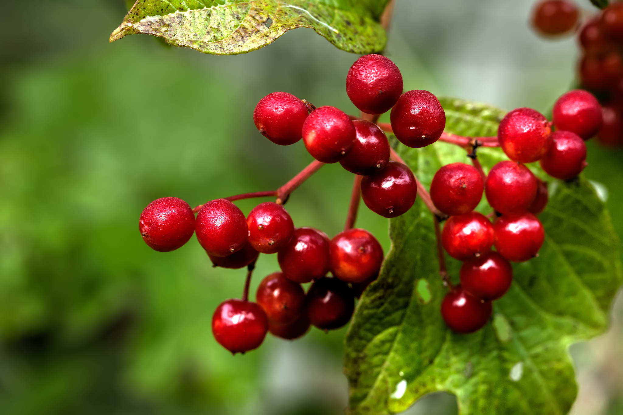 guelder-rose. red berries.