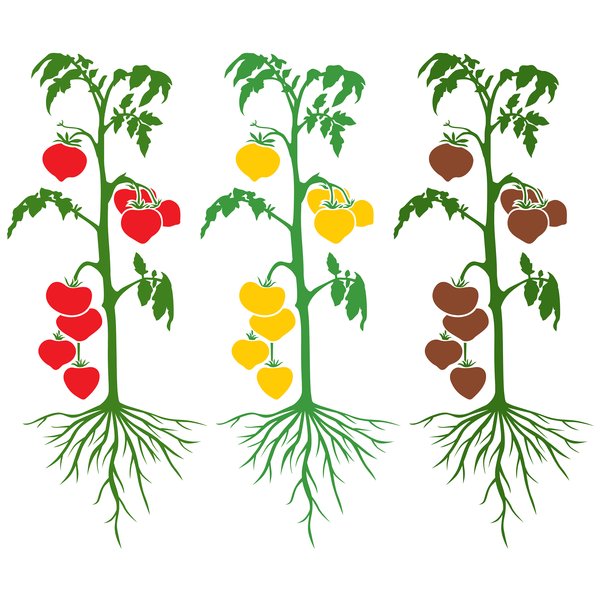 番茄青枯病致病机理详解 - 细菌入侵、繁殖、毒素作用等