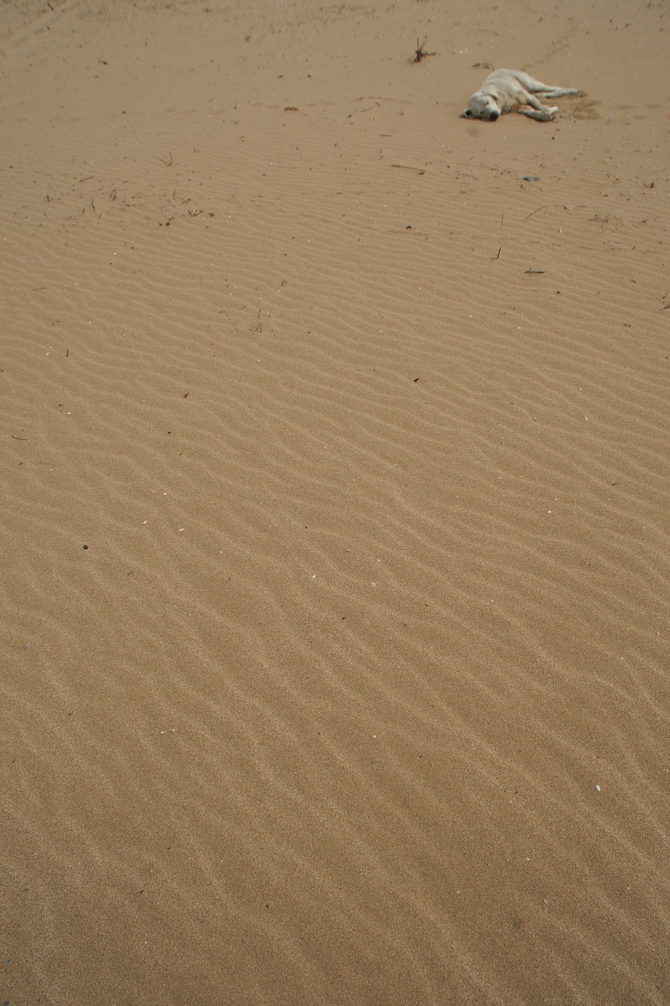 sand surface