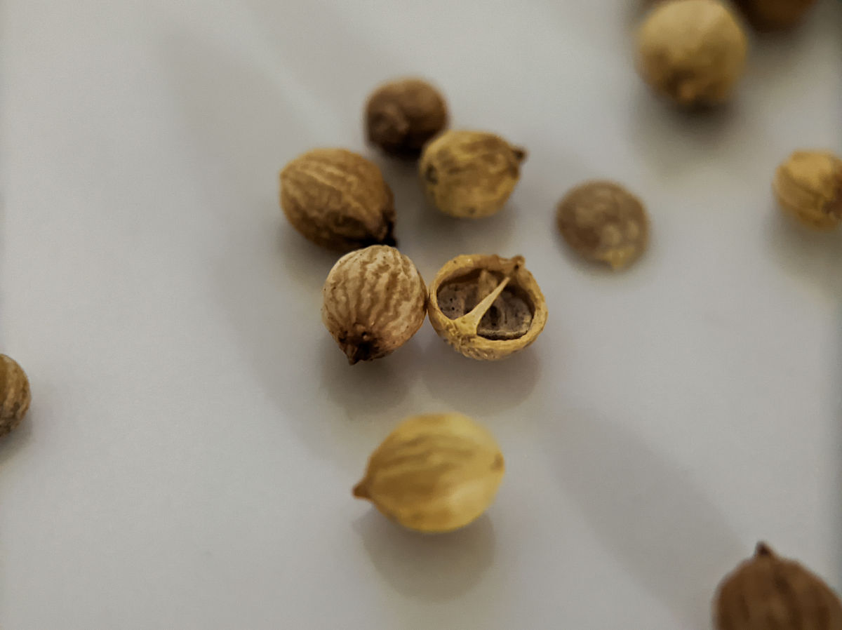 荔枝核煮水用量及方法，一次放多少颗？