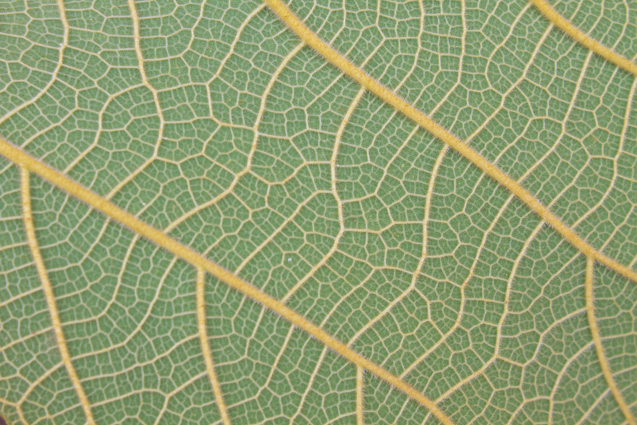 texture of a green leaf as background