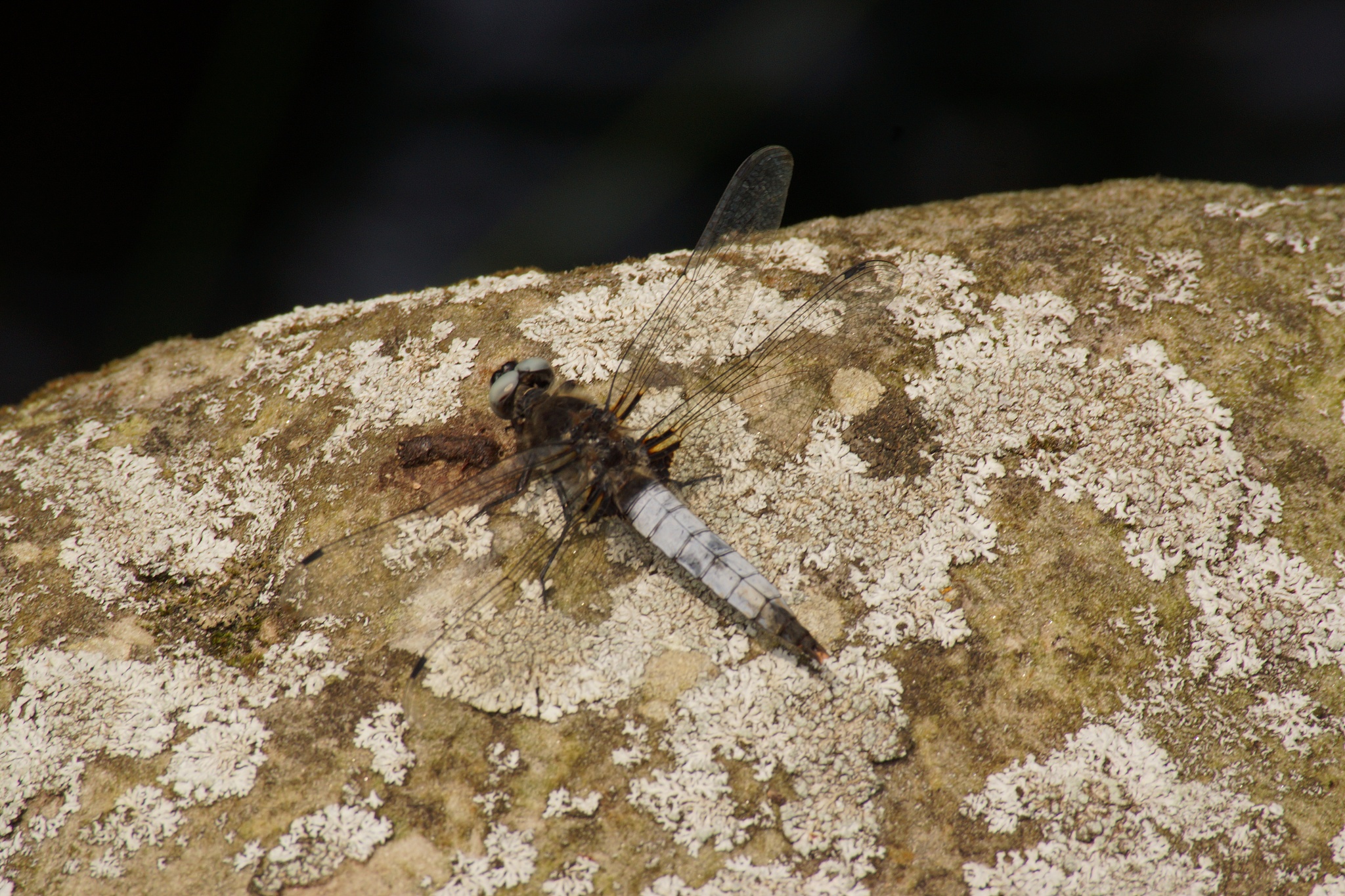 a dragonfly - is an insect
