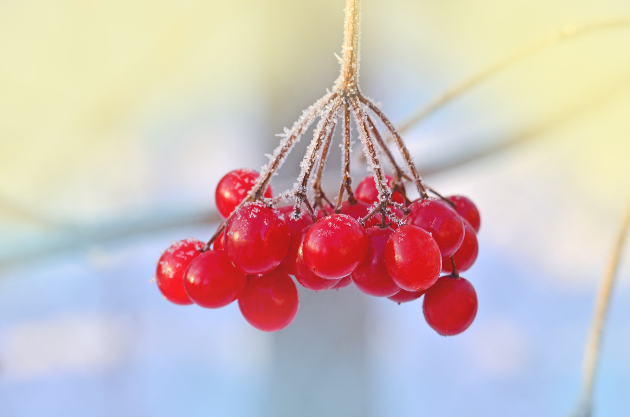 winter frozen viburnum. red berries of viburnum.