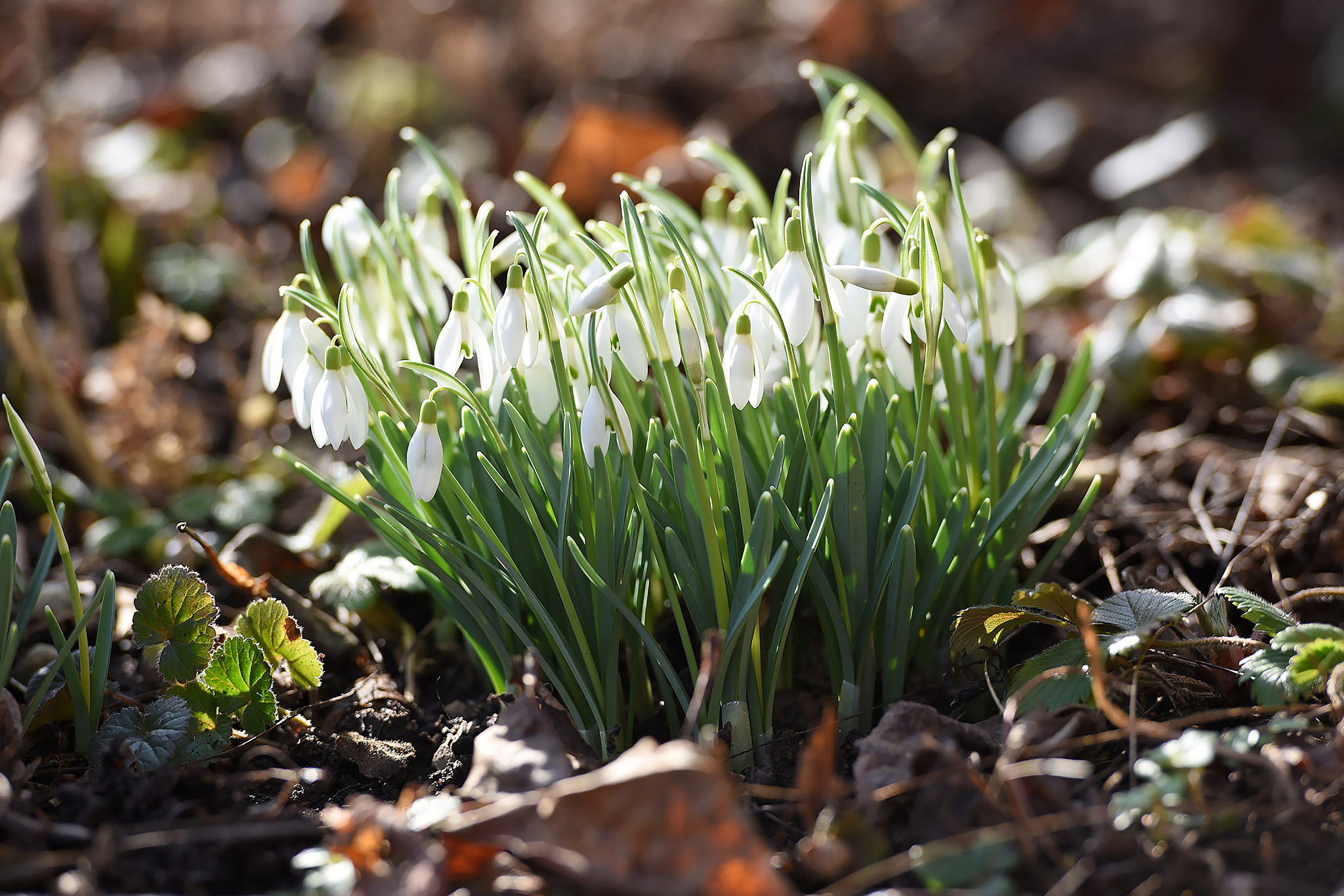 snowdrops in a garden in spring