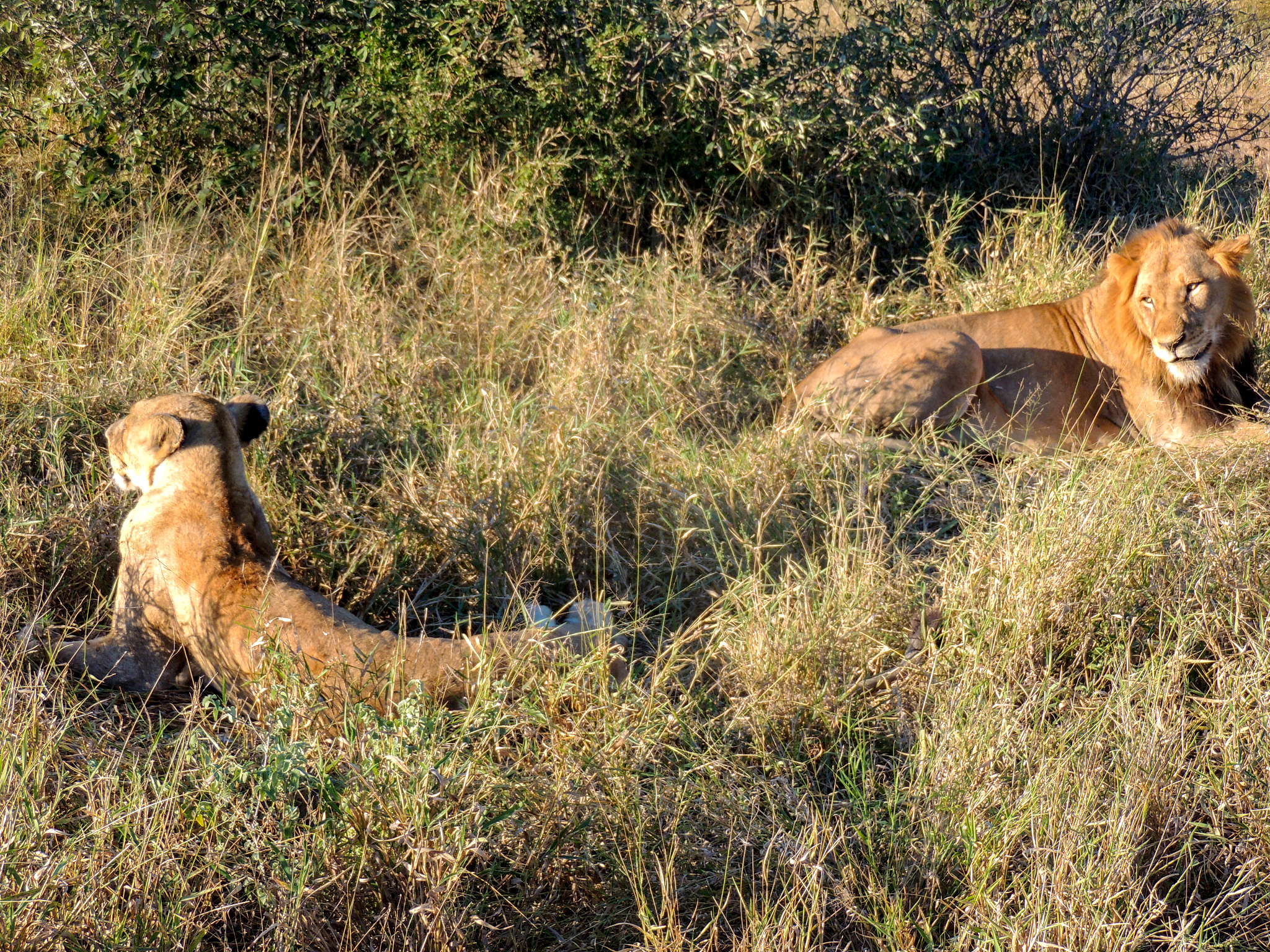 动物界的“好朋友”：揭秘奇妙的共生关系