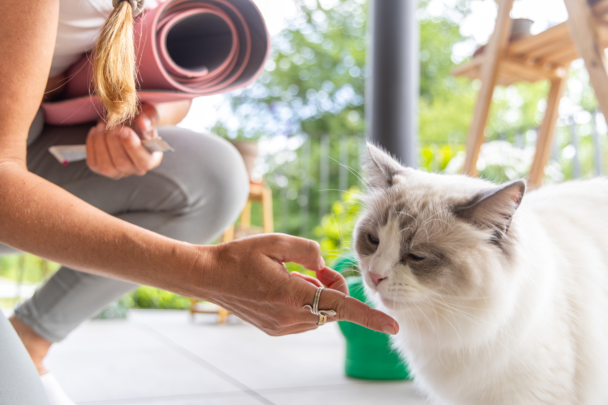 猫猫主人必备指南：从饮食到训练，15个养猫实用技巧