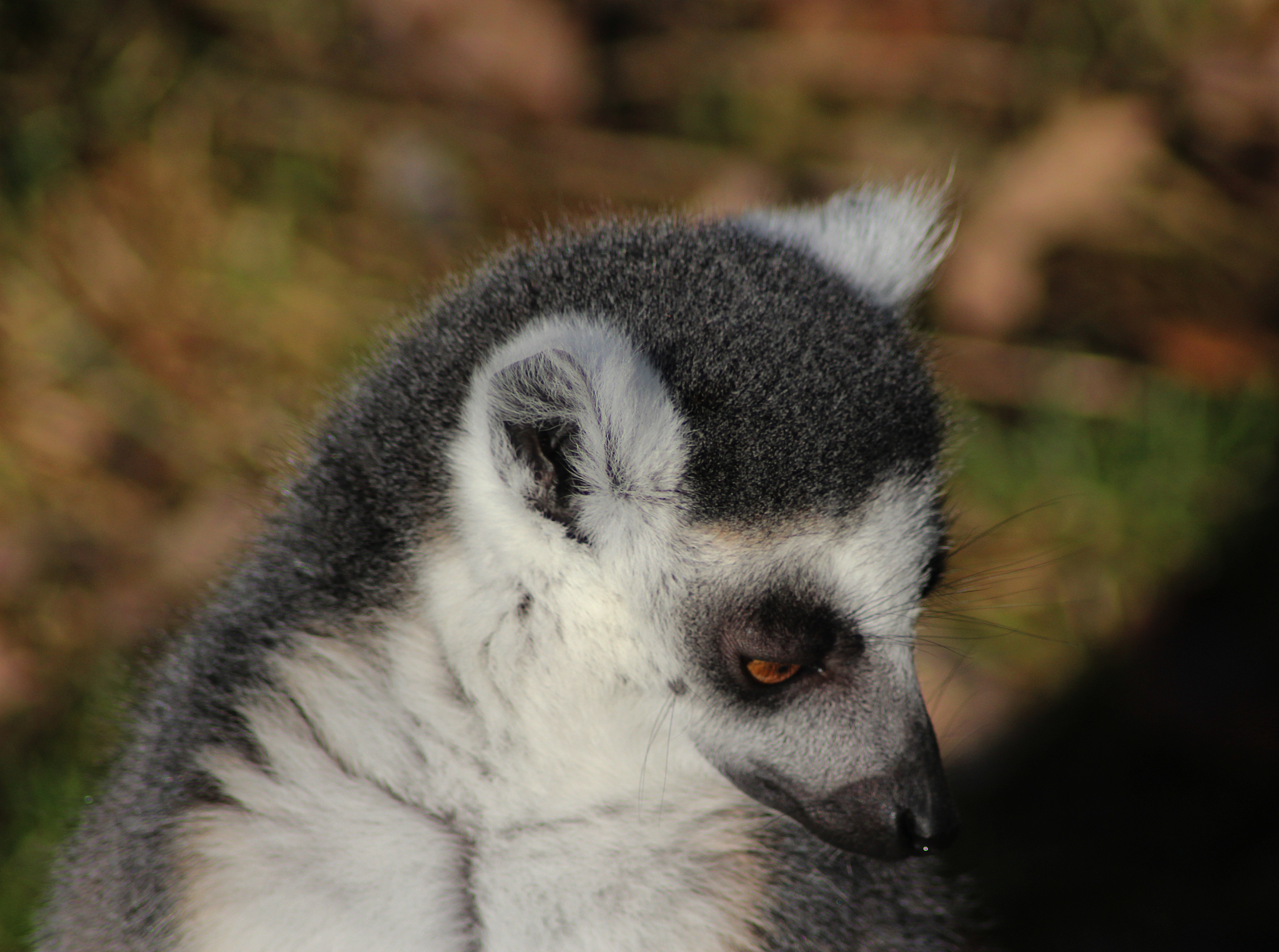 RG 能组成哪些单词？完整列表