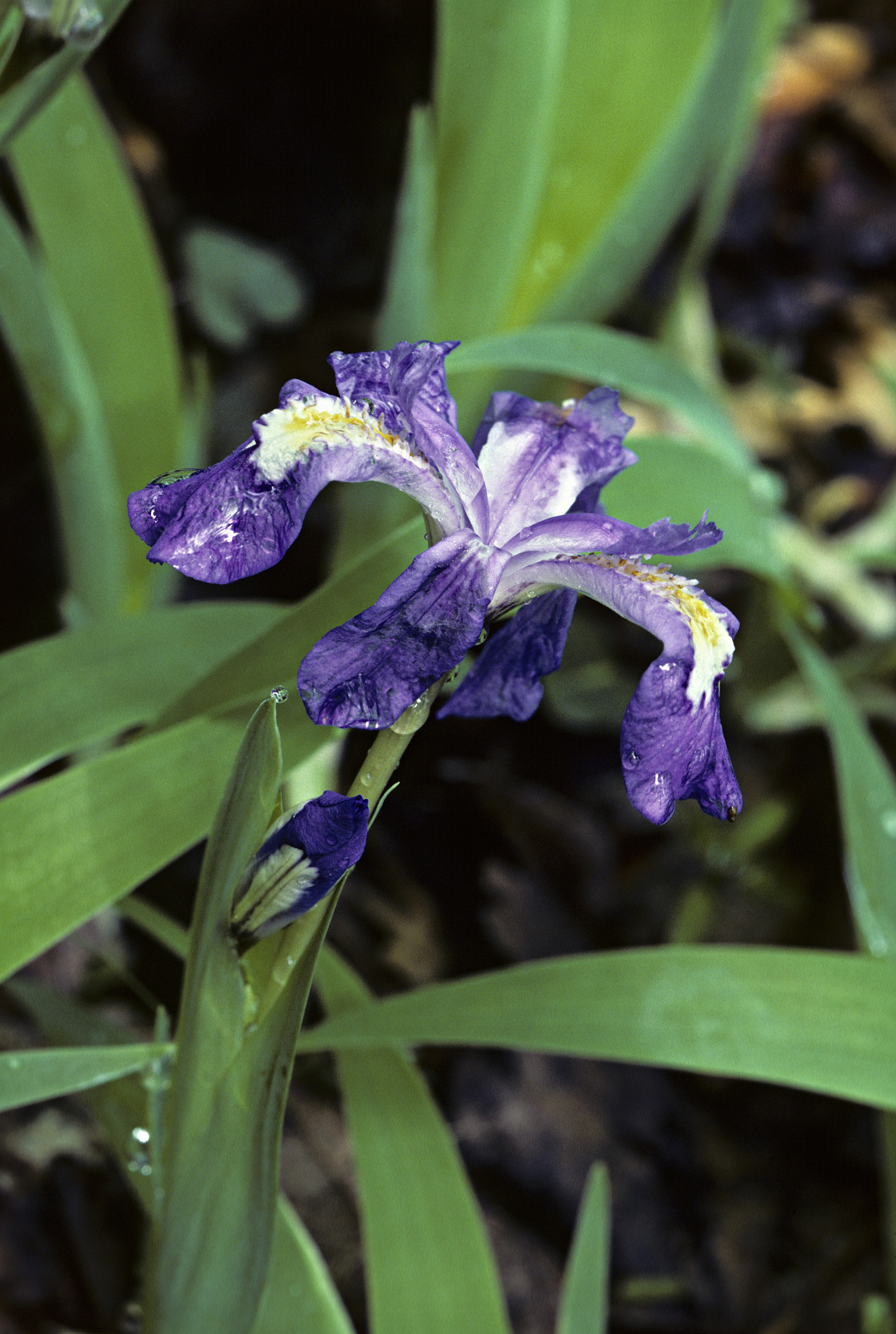 crested dwarf iris, iris cristata. found in wooded hillsides and