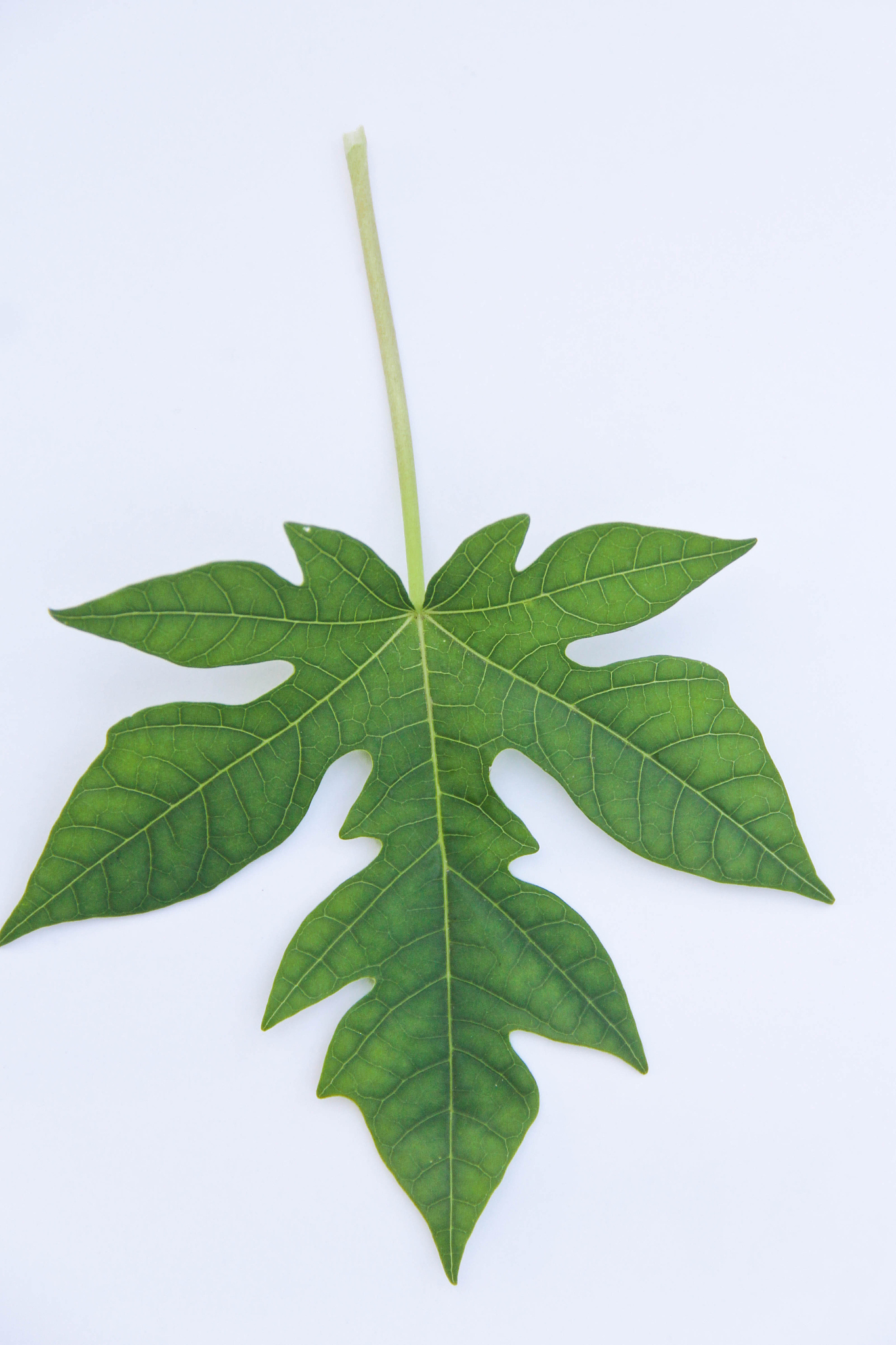 papaya leaf