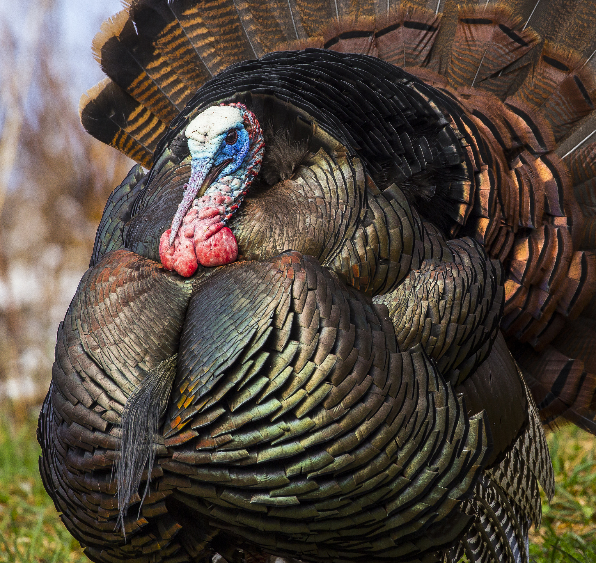 穿山甲的智慧：来自自然界的生存启示